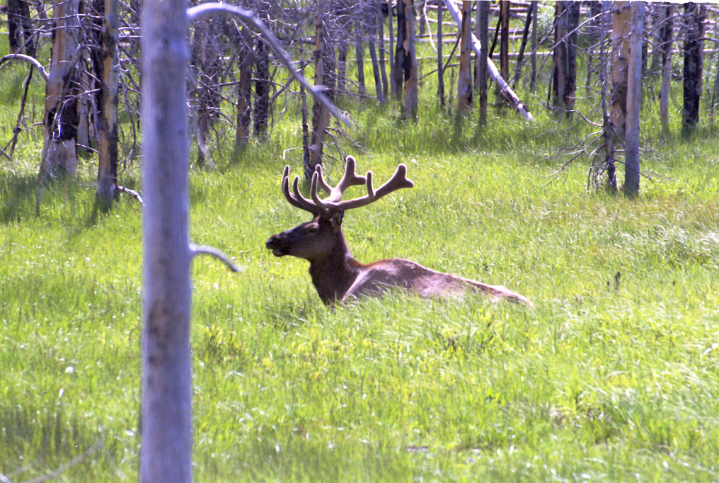 Elk  
