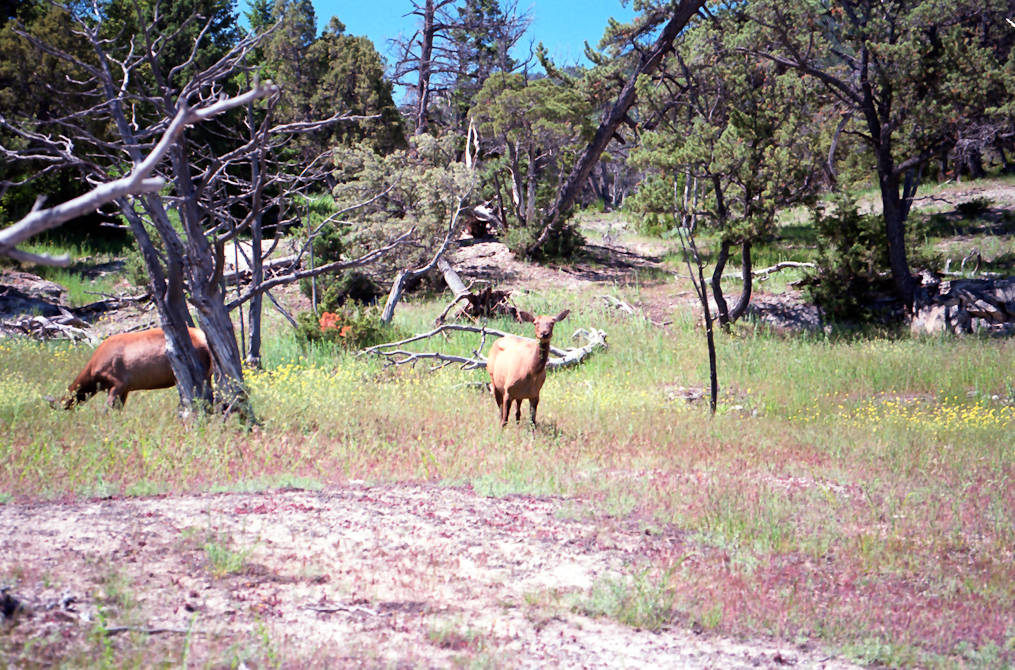 Elk  