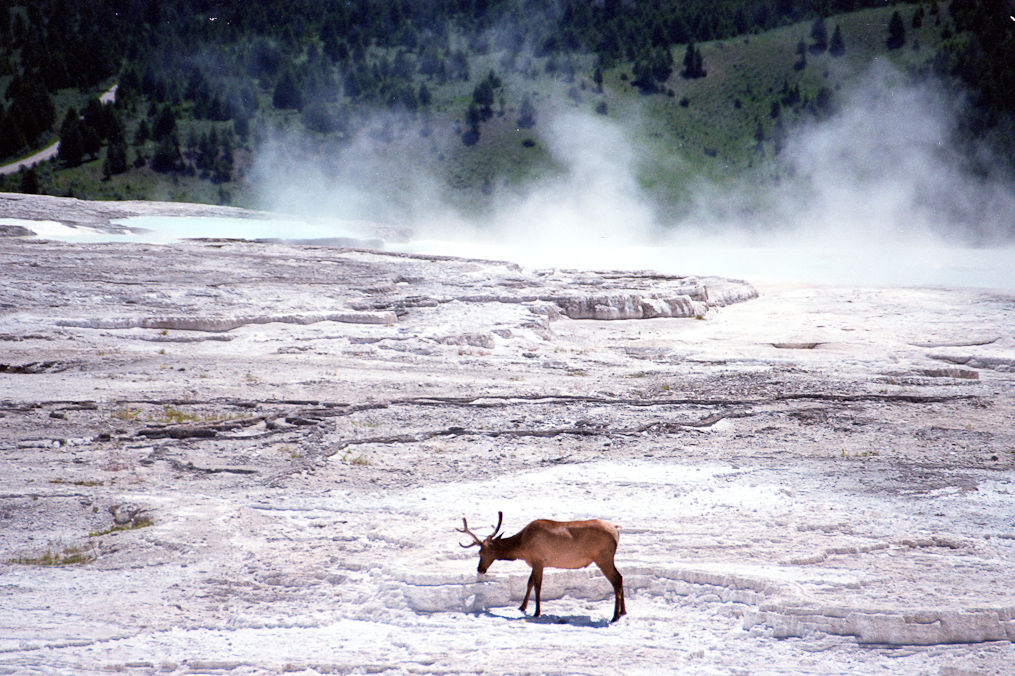 Elk   Mammoth Hot Springs Area, Yellowstone National Park