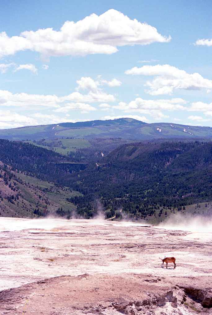 Elk   Mammoth Hot Springs Area, Yellowstone National Park