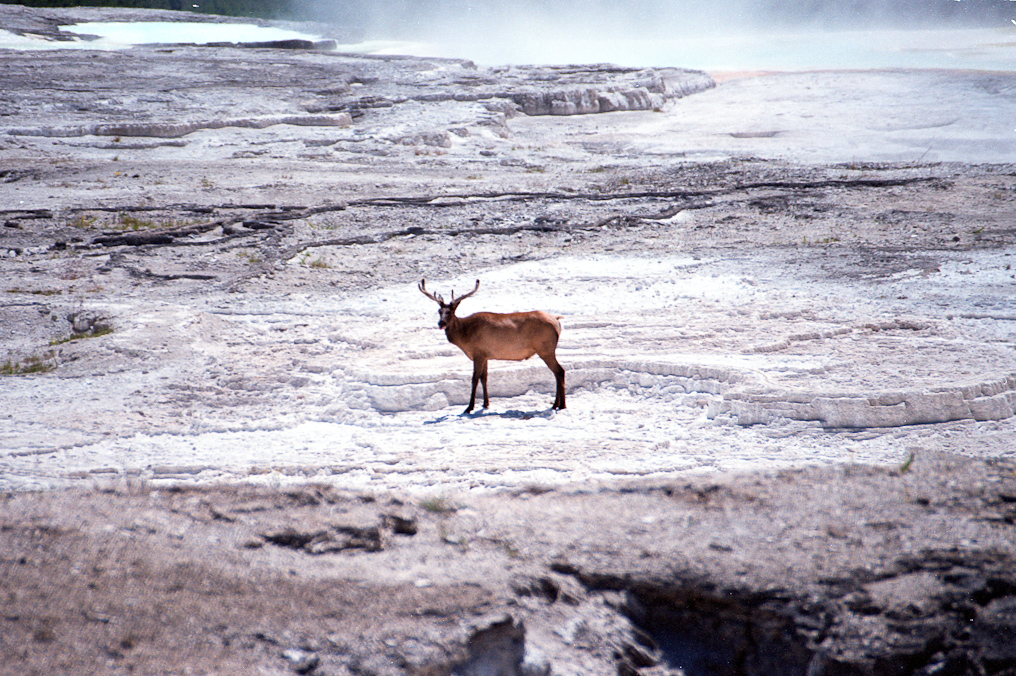 Elk   Mammoth Hot Springs Area, Yellowstone National Park