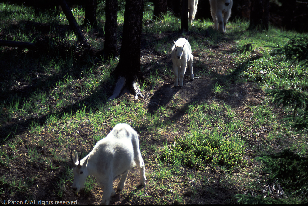 Mountain Goat   Icefield Parkway, Banff National Park, Alberta, Canada