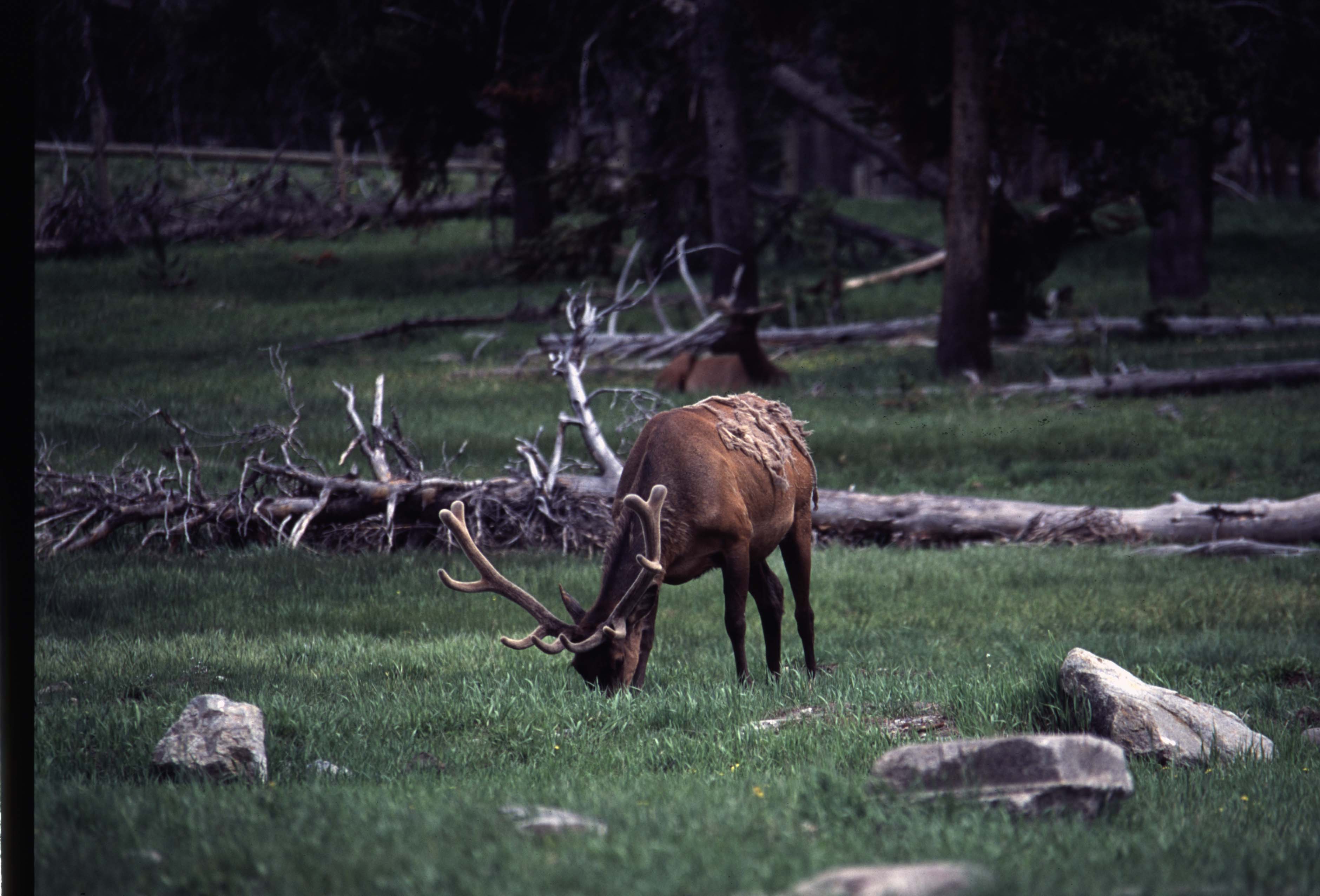 000611 C05 Canyon Area Elk