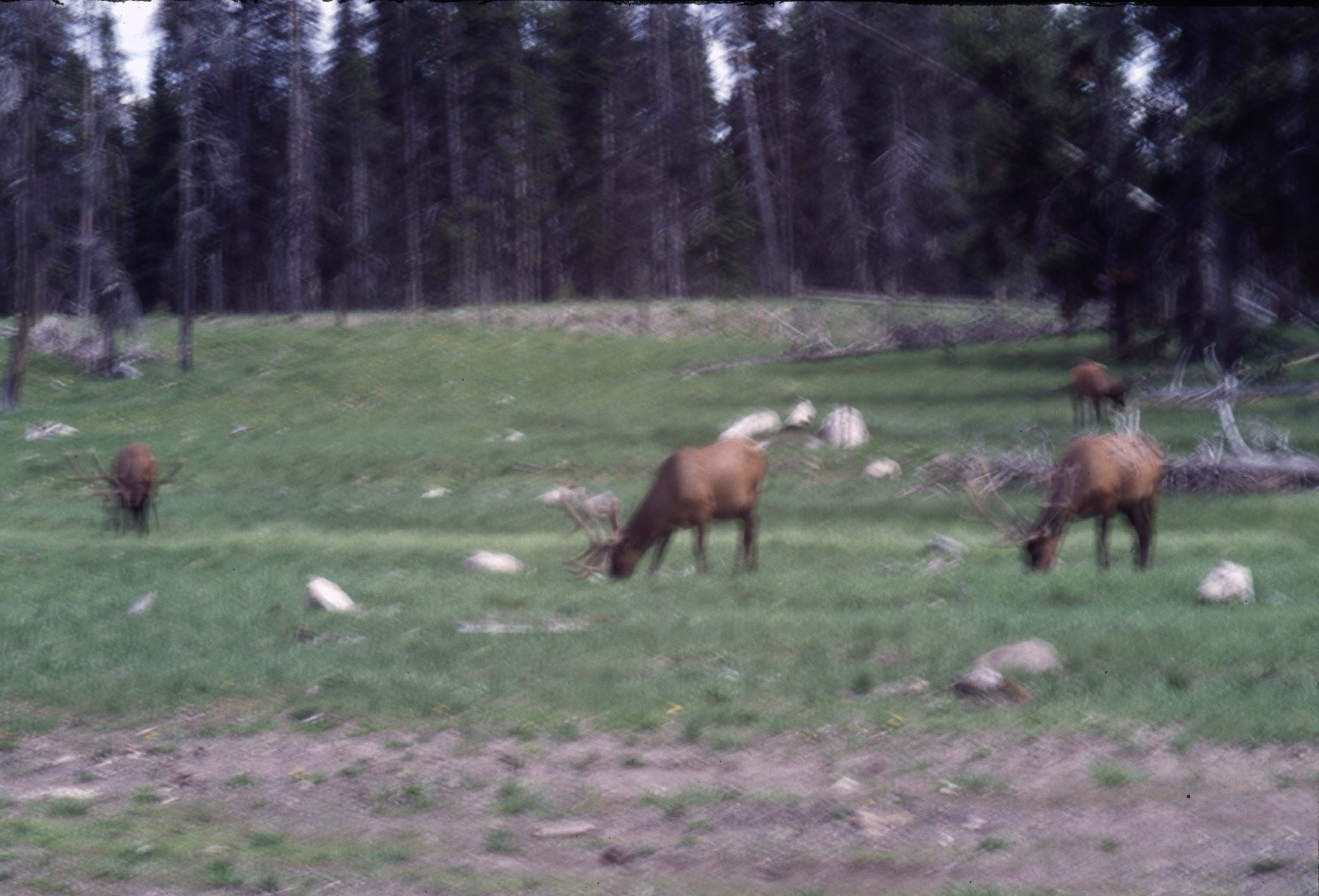000611 C08 Canyon Area Elk