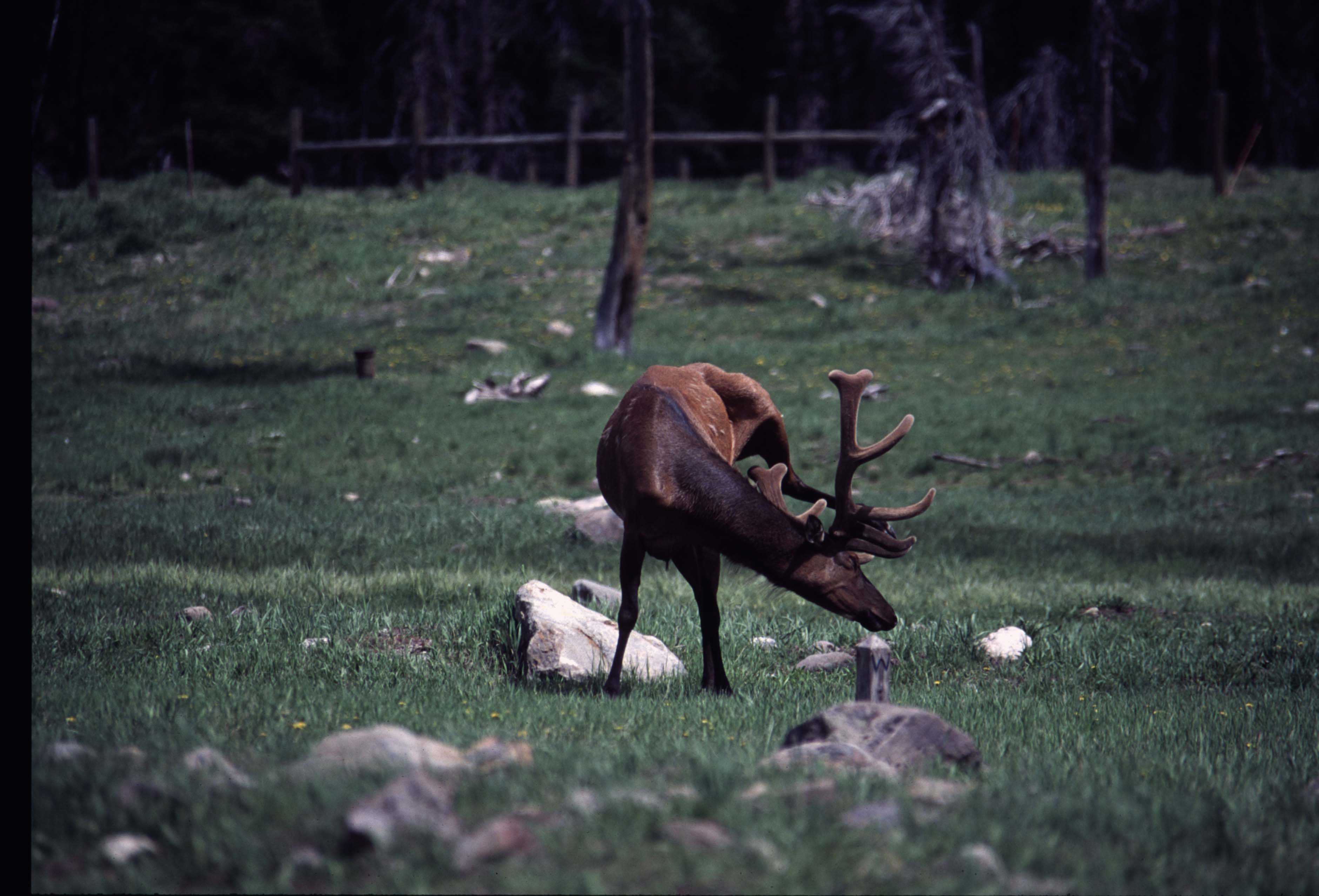 000611 C13 Canyon Area Elk