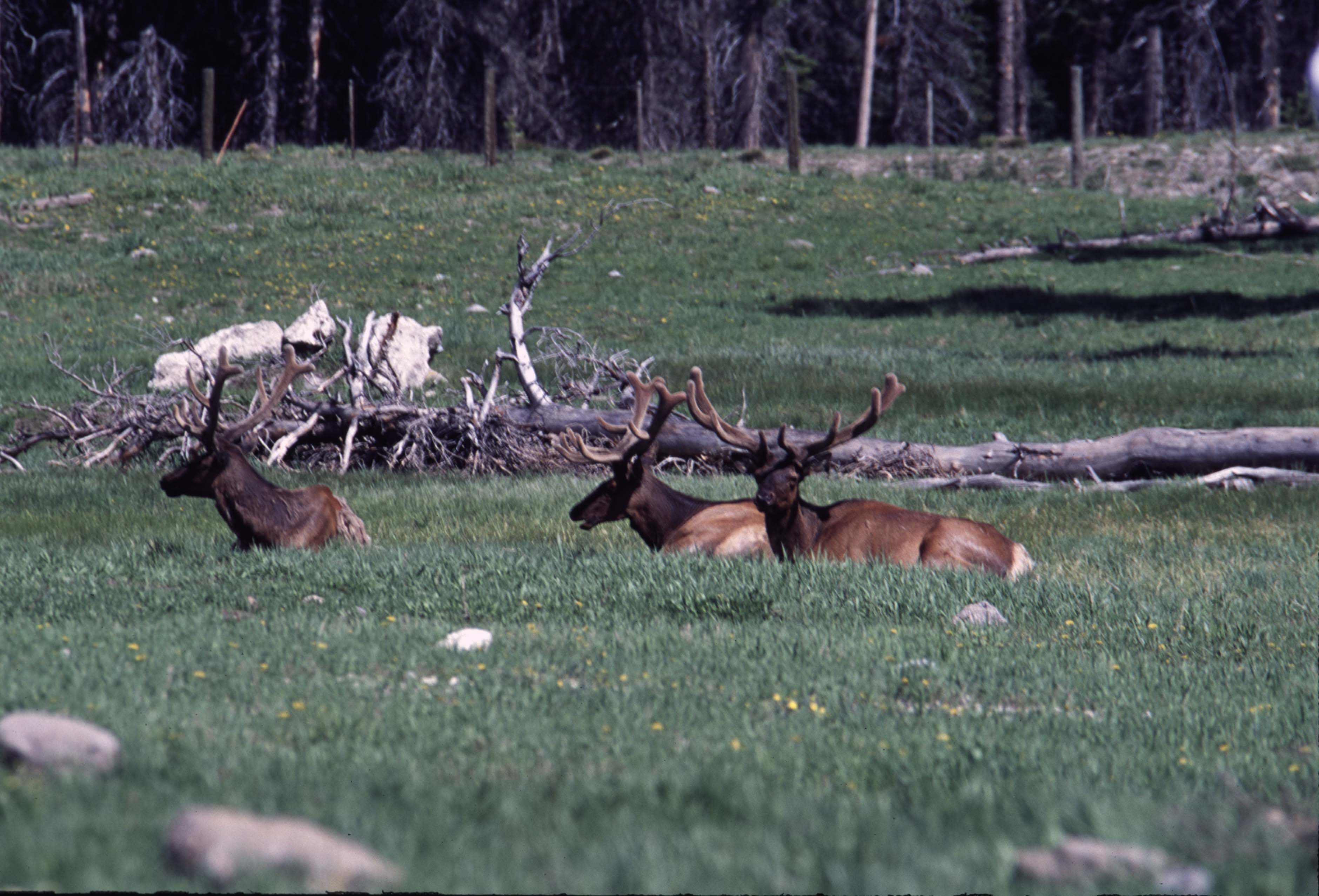 000611 C19 Canyon Area Elk