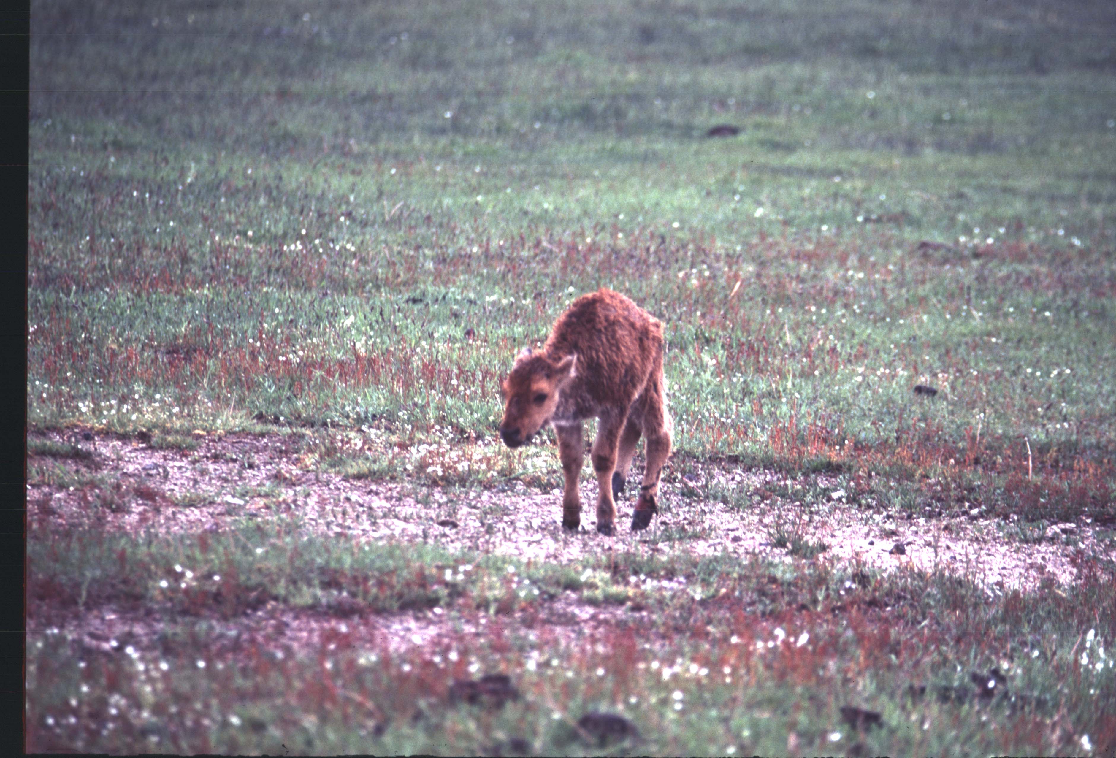 000612 C03 Injured Baby Bison