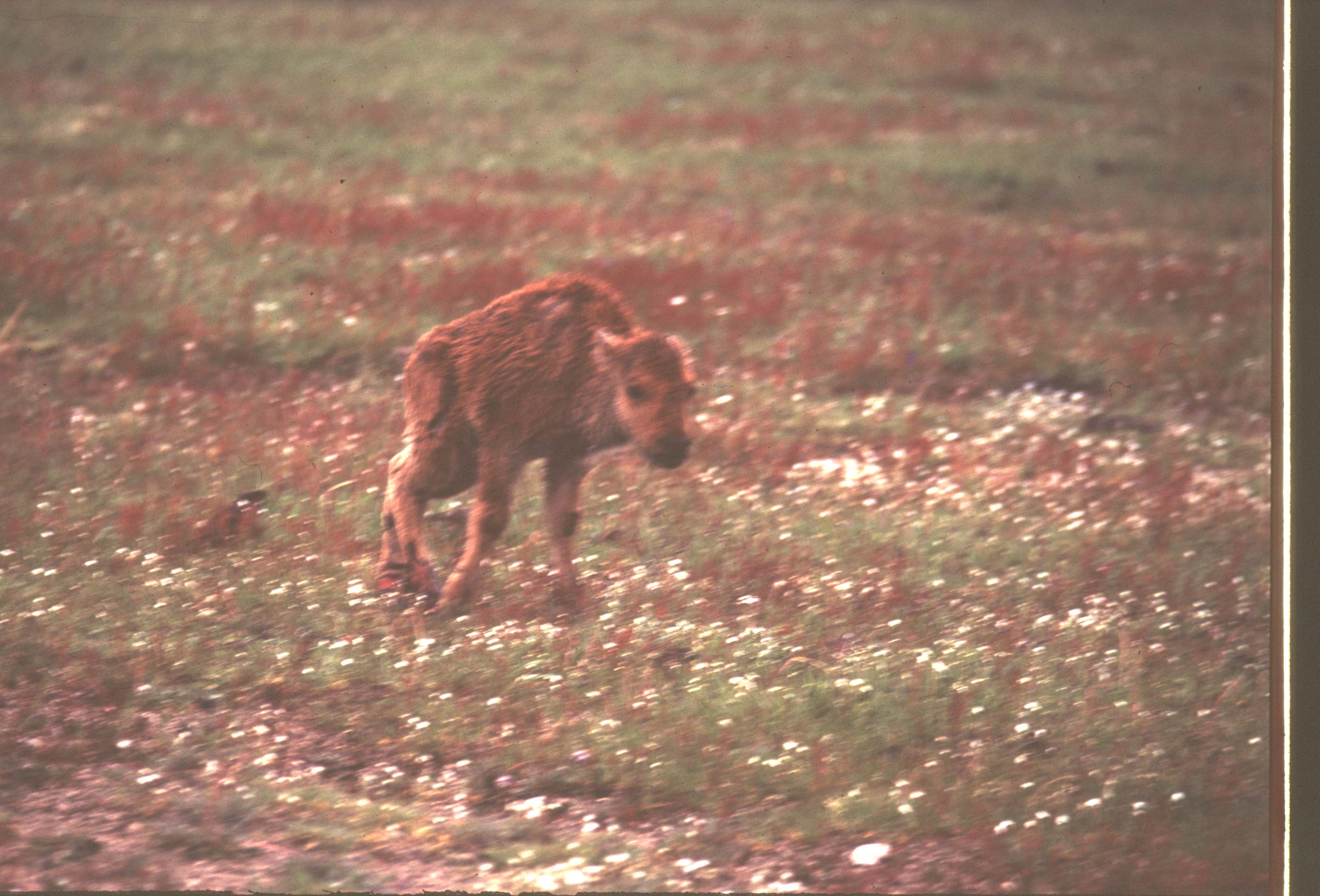 000612 C07 Injured Baby Bison
