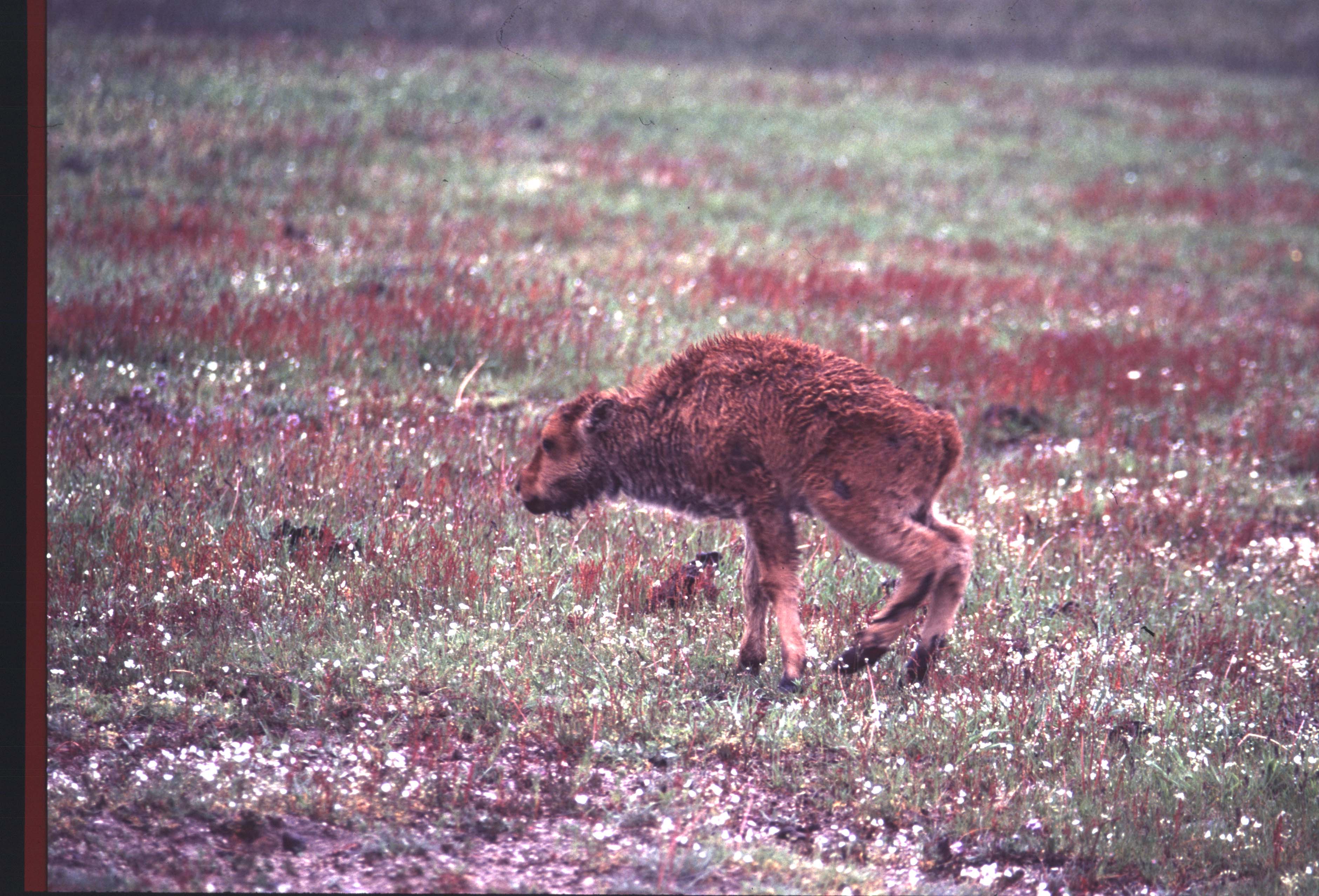 000612 C08 Injured Baby Bison