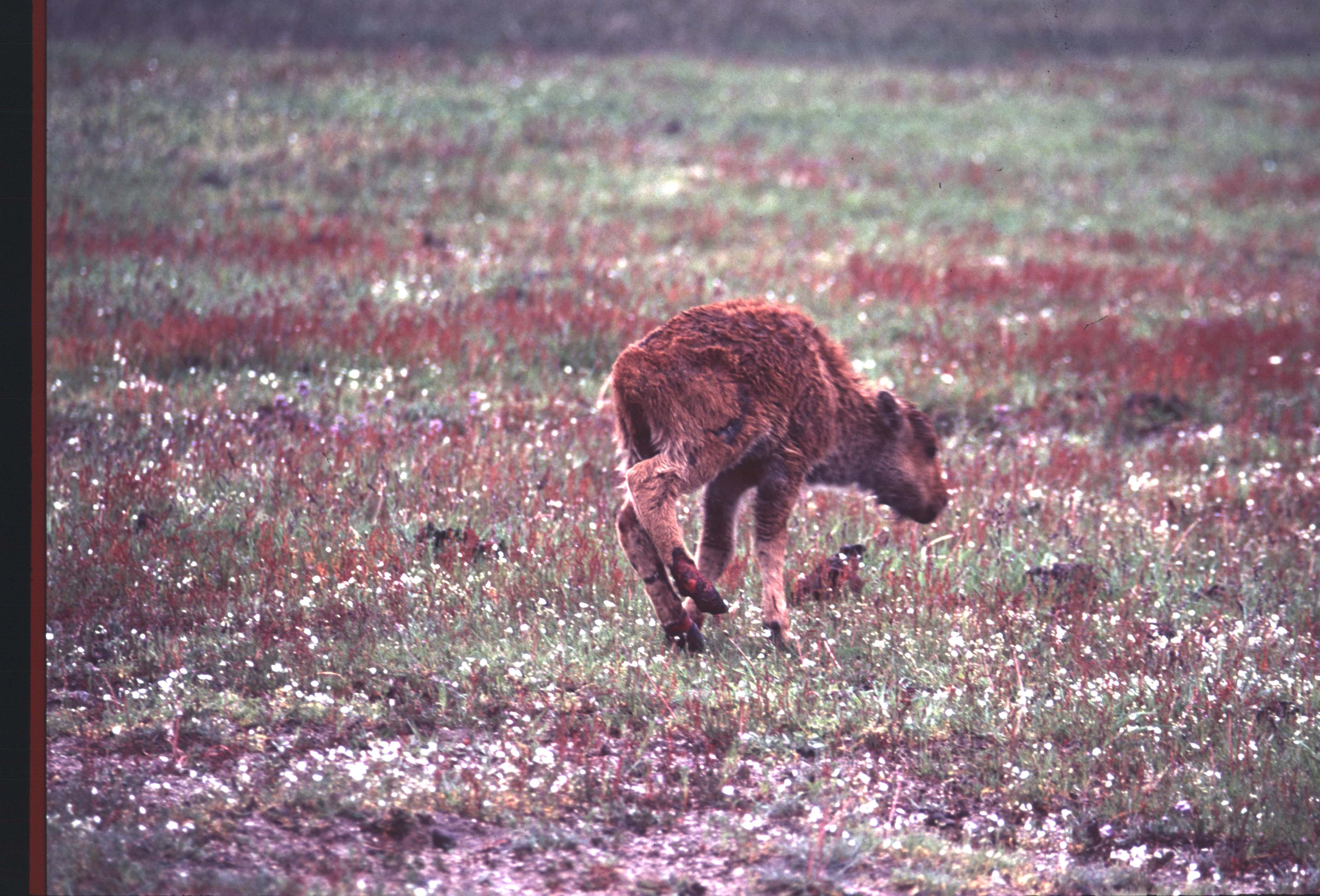 000612 C09 Injured Baby Bison