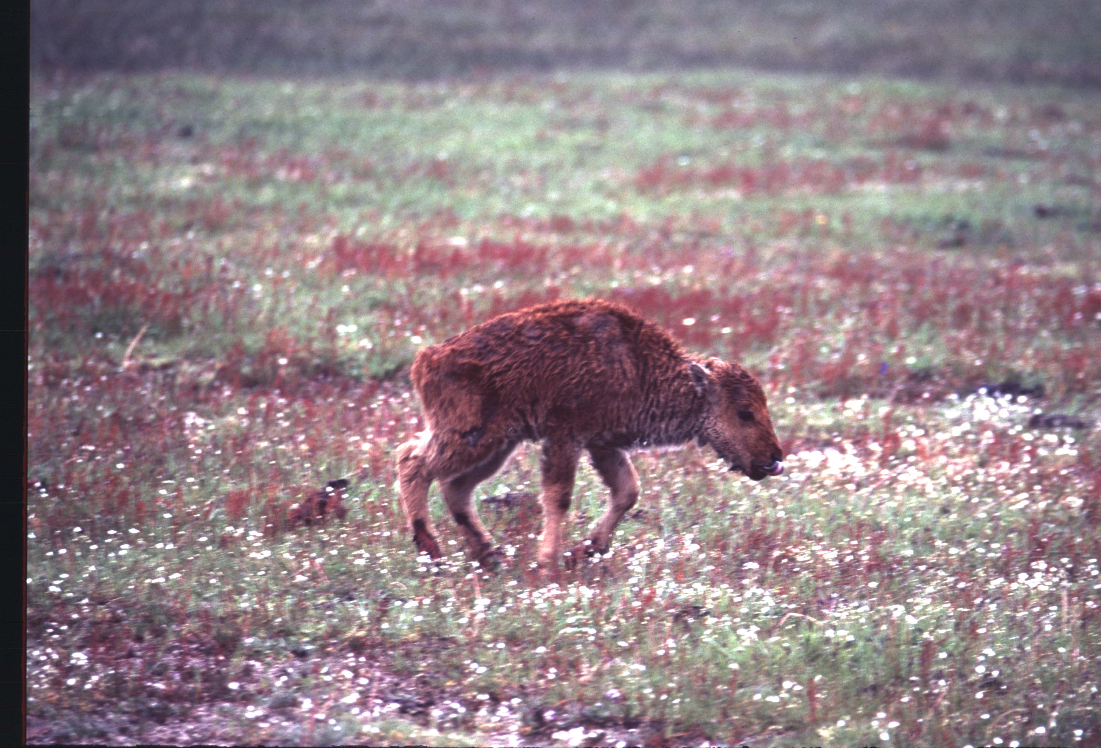 000612 C10 Injured Baby Bison