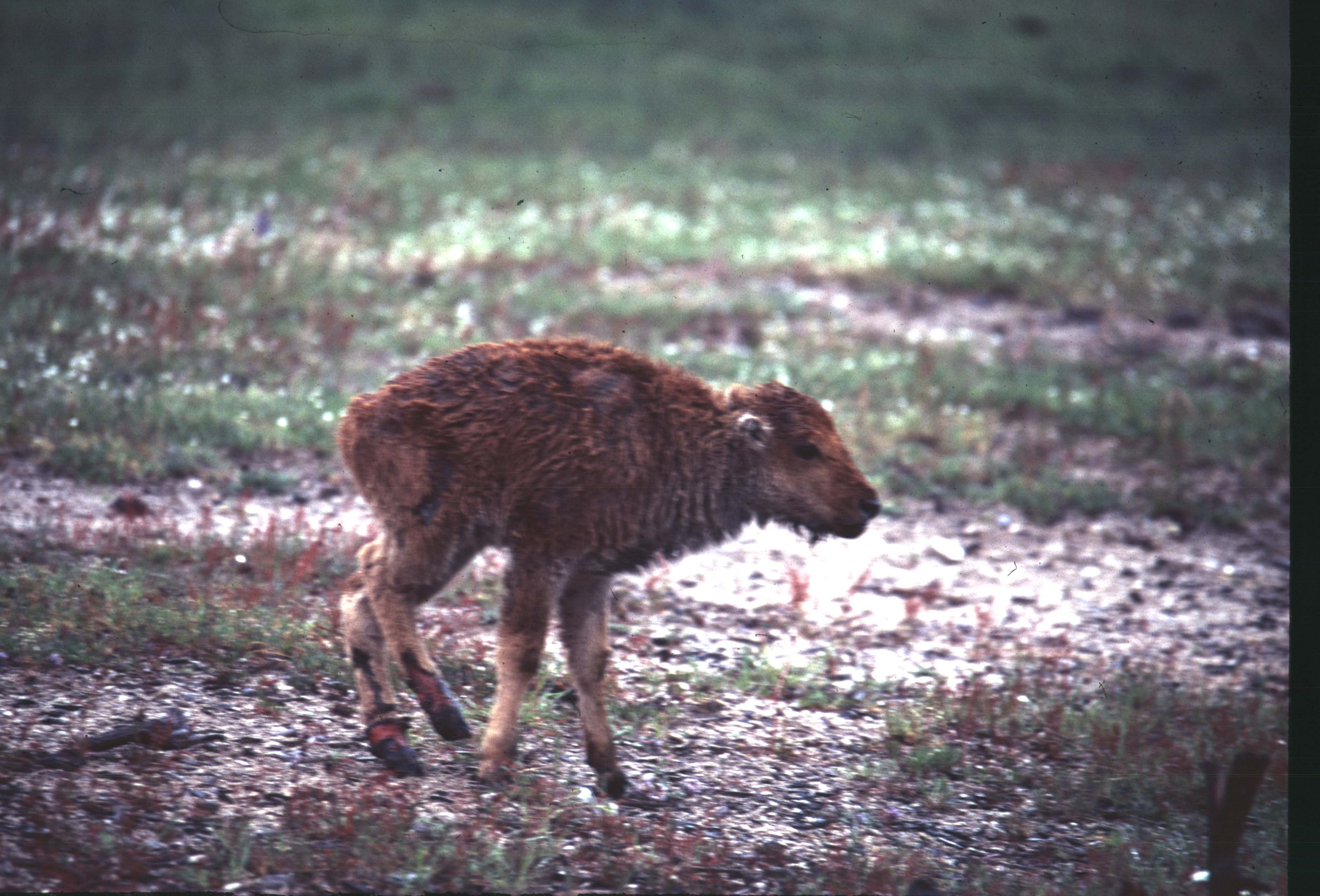 000612 C19 Injured Baby Bison
