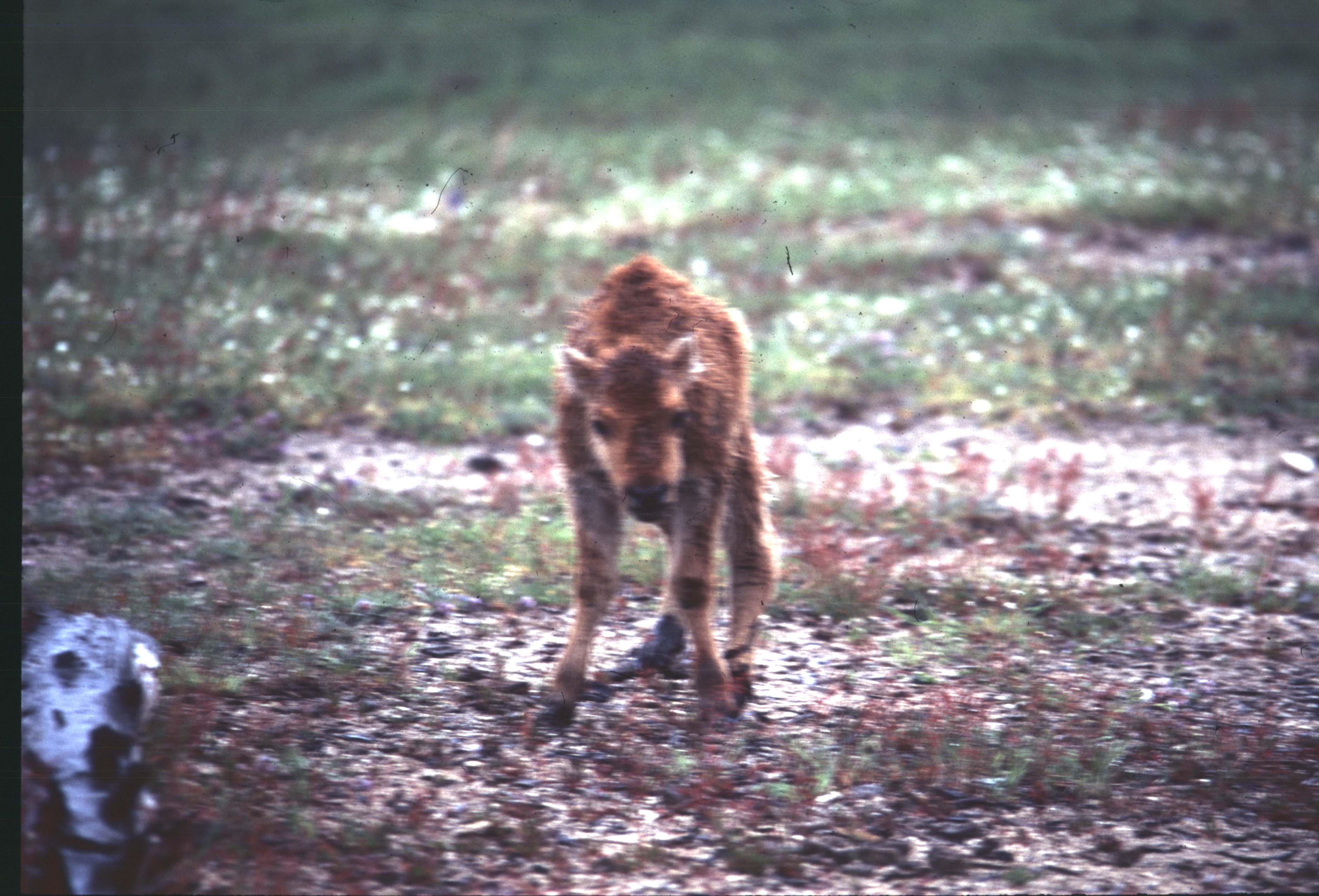 000612 C21 Injured Baby Bison