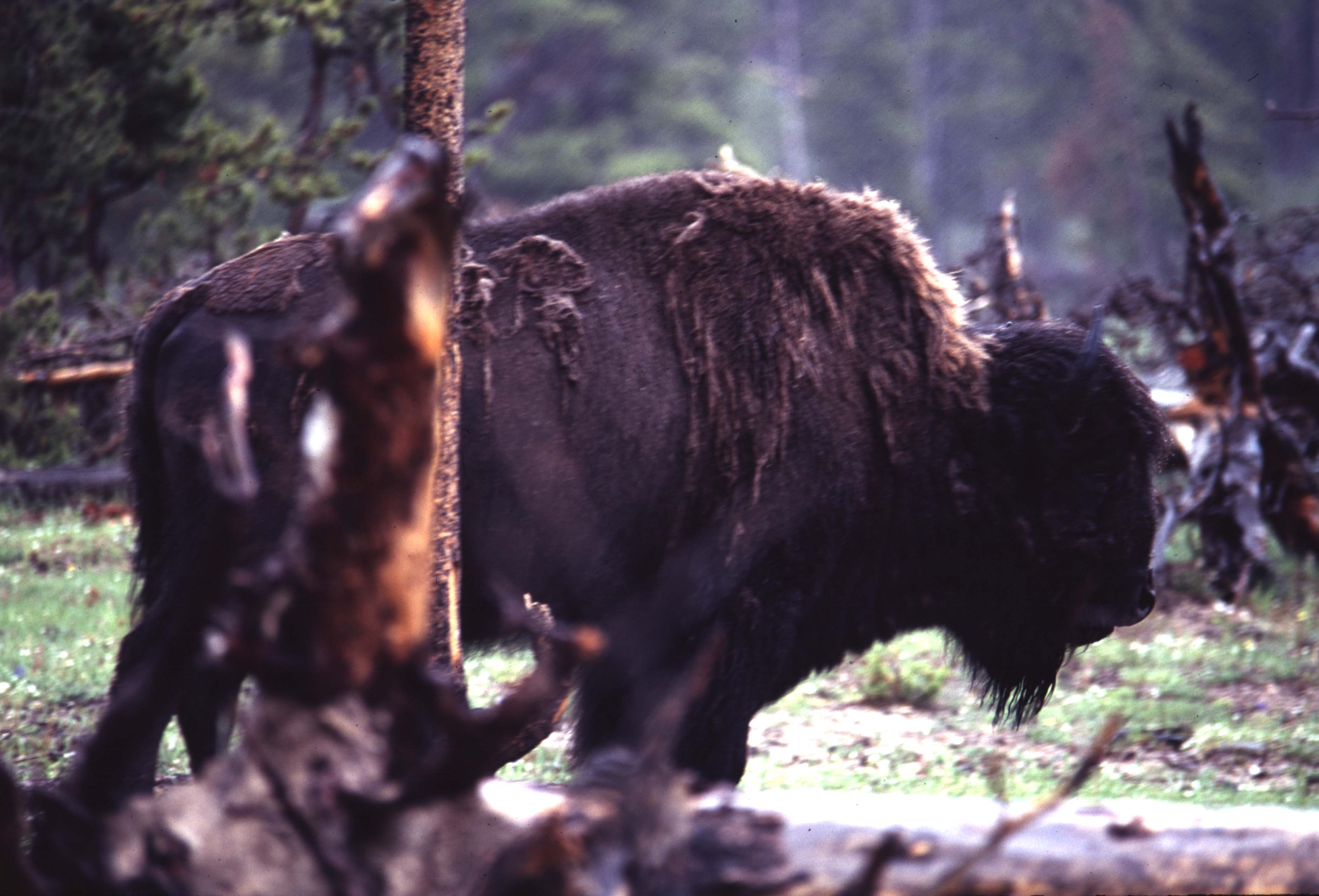 000612 C25 Injured Baby Bison