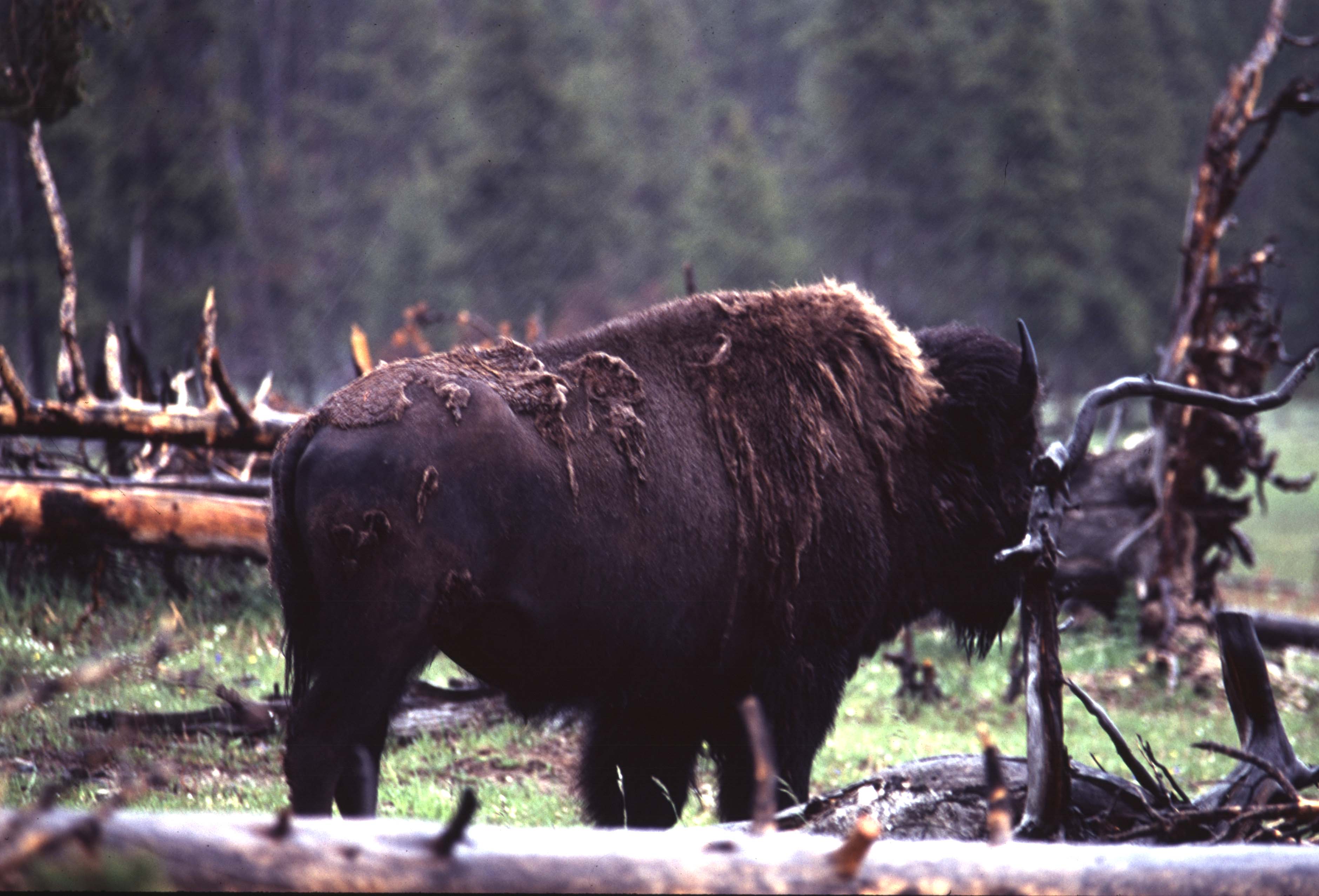 000612 C28 Injured Baby Bison