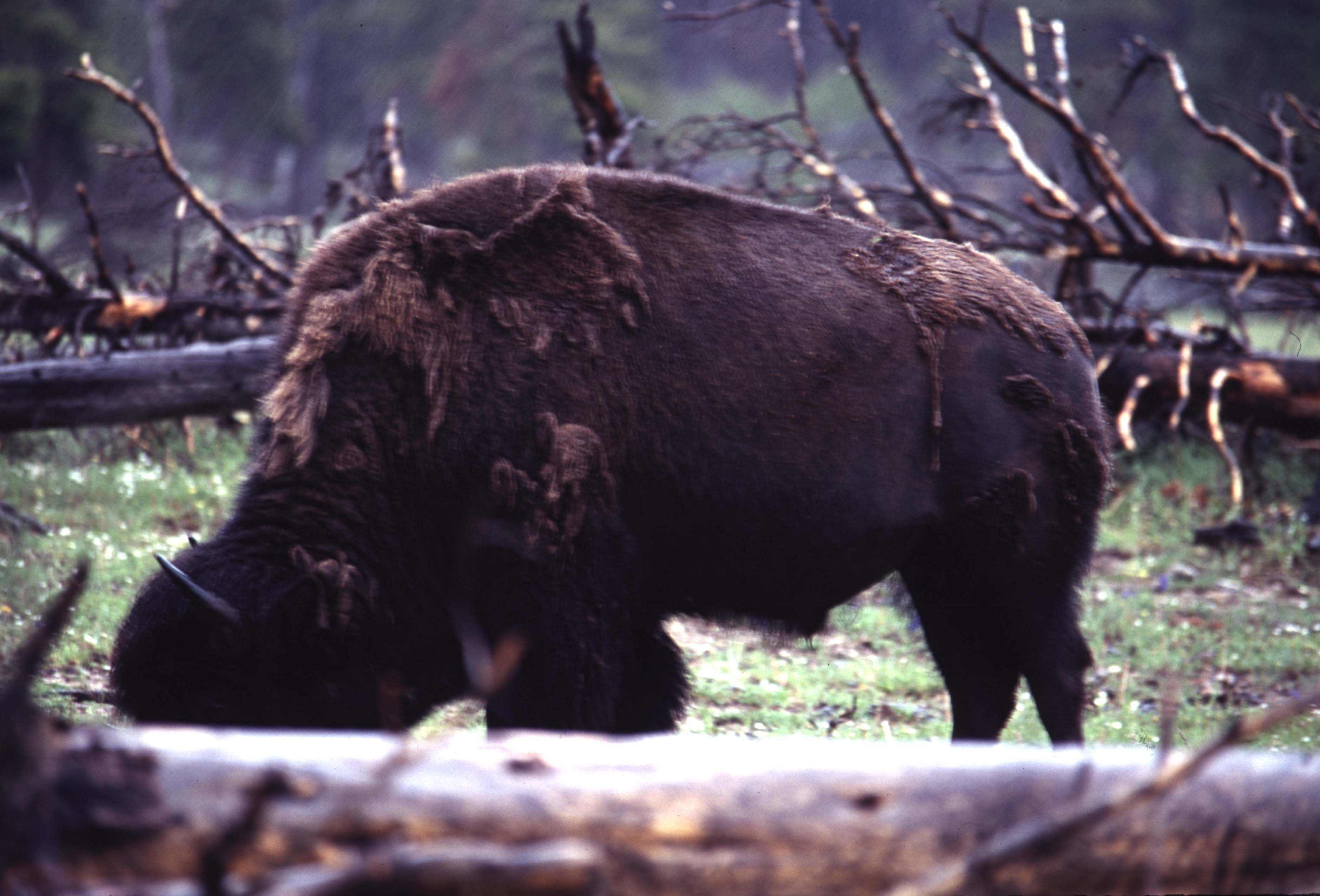 000612 C29 Injured Baby Bison