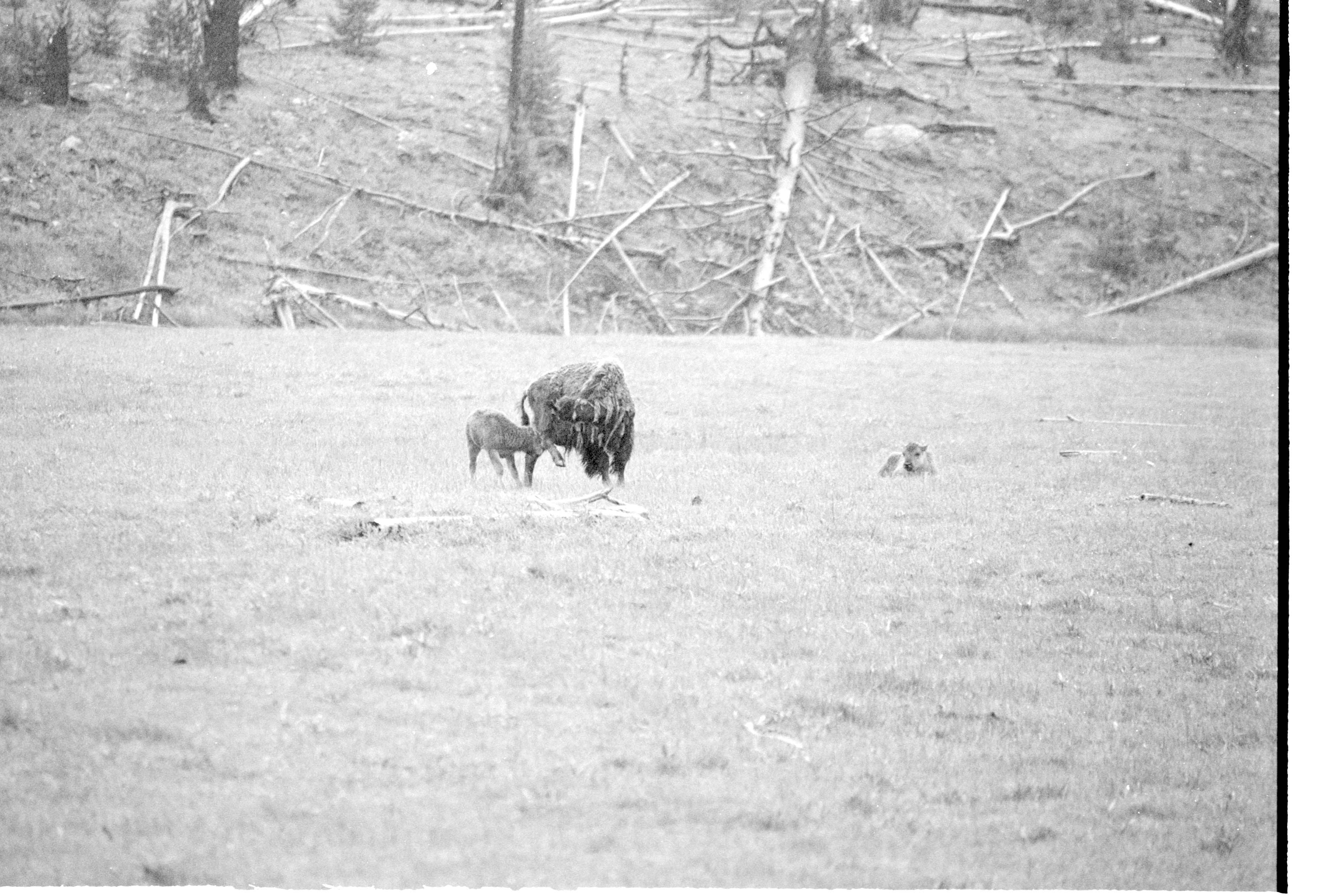 000612 E09 Madison Area Bison