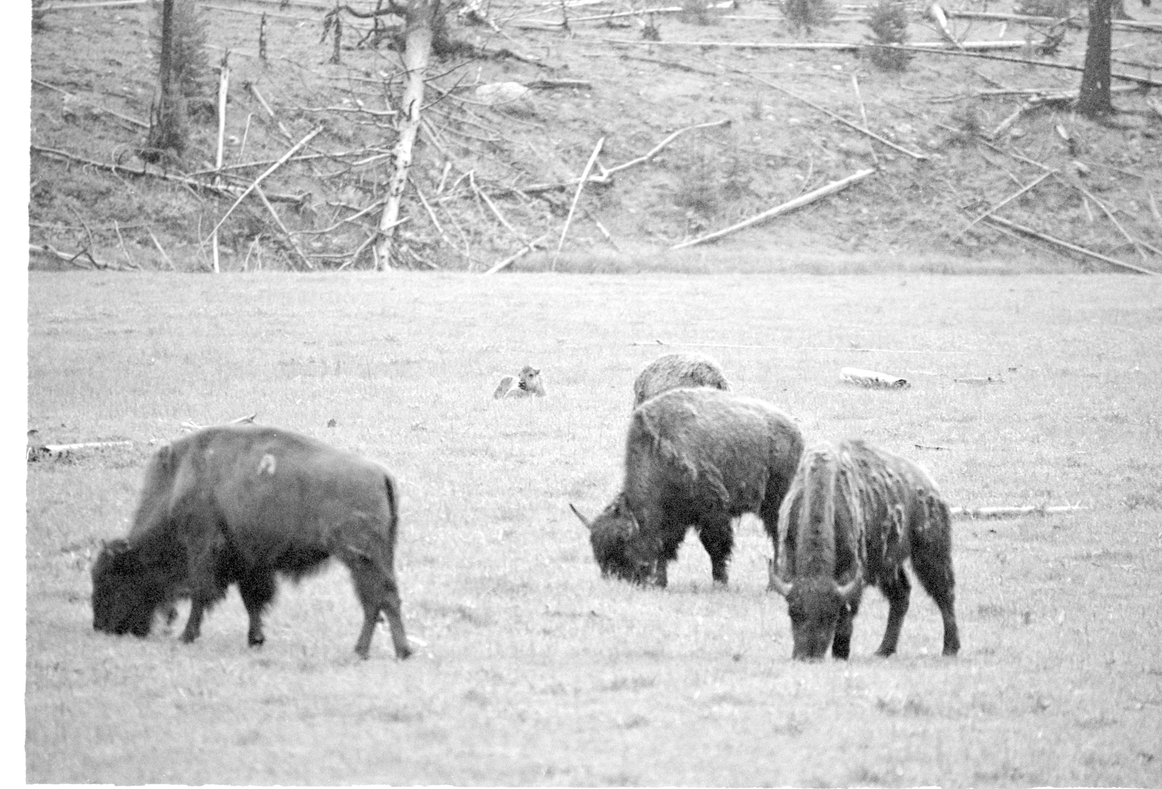 000612 E16 Madison Area Bison