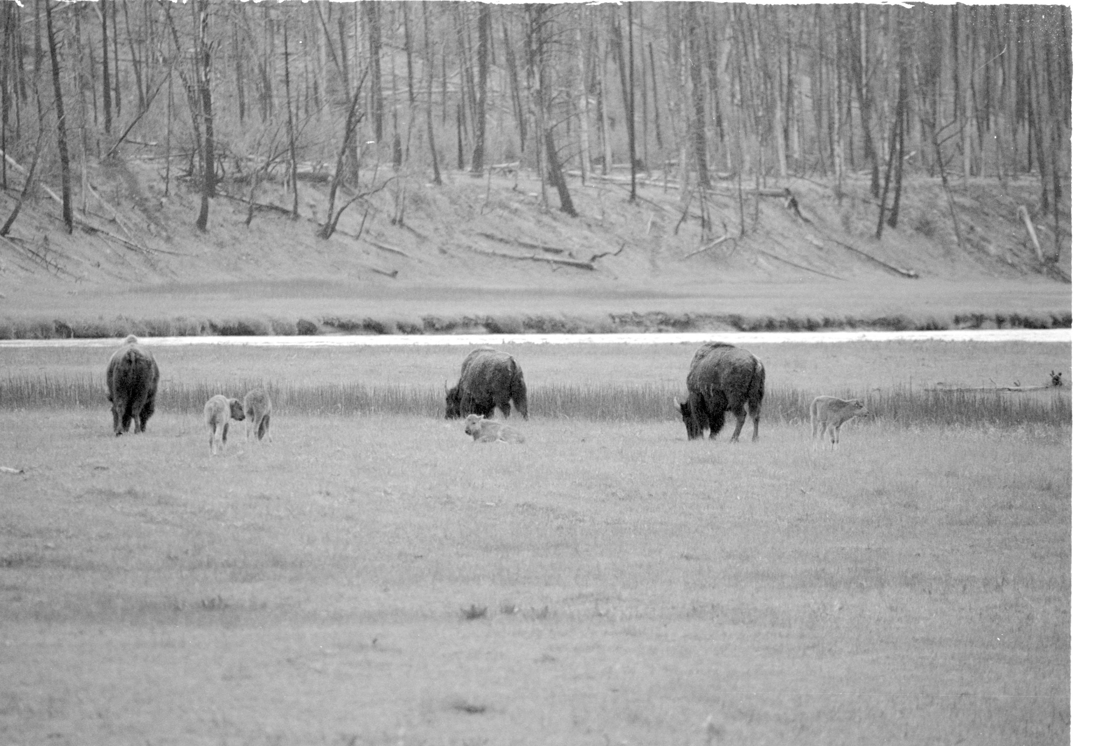 000612 F10 Madison Area Bison