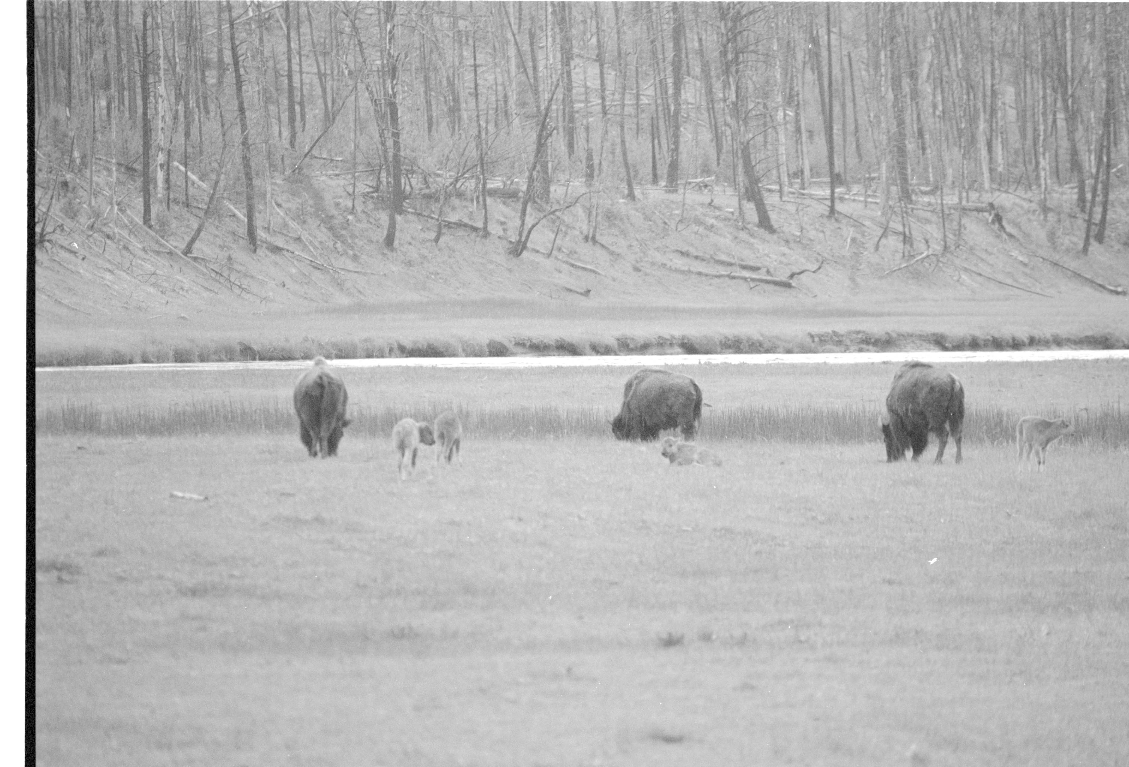 000612 F11 Madison Area Bison
