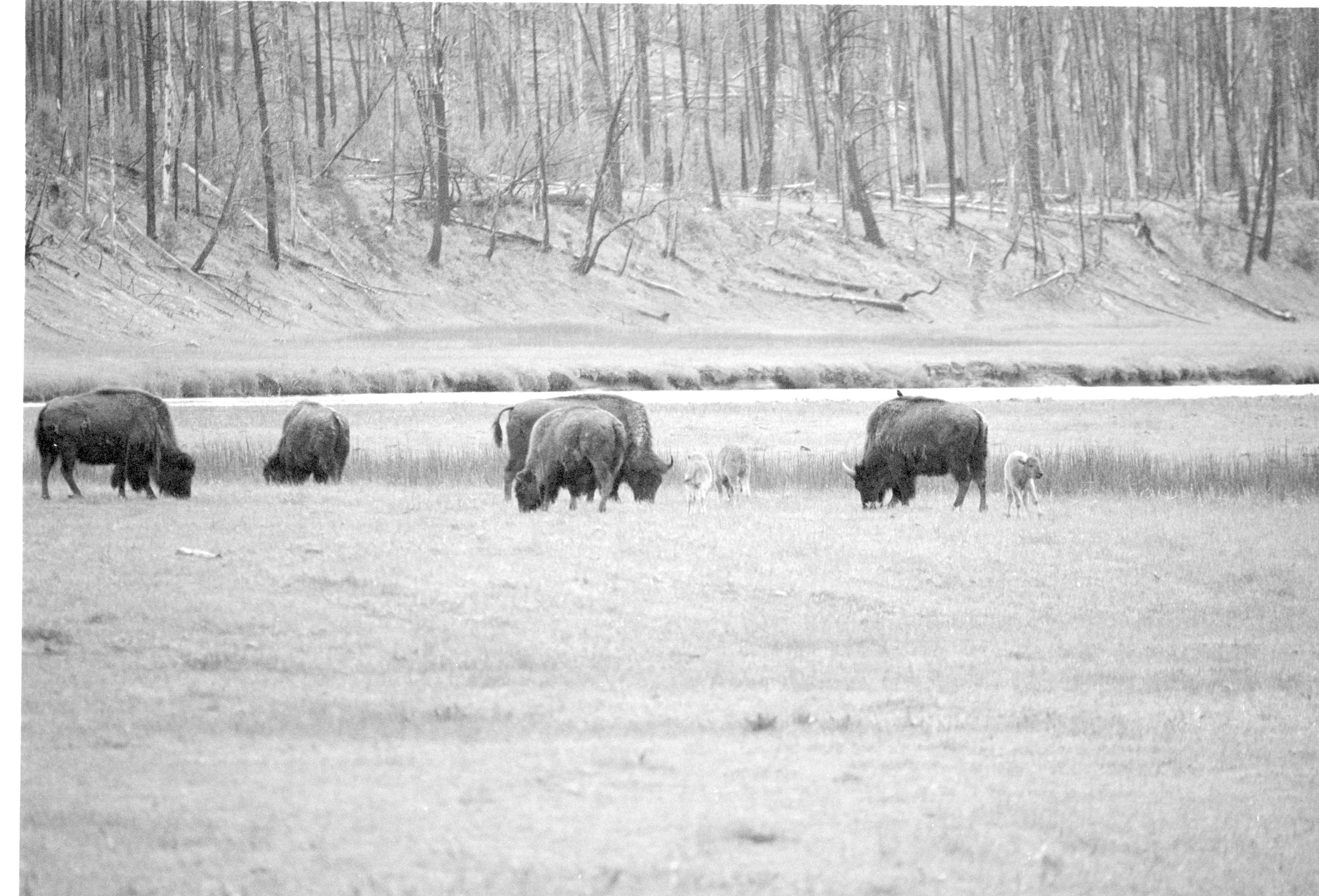000612 F15 Madison Area Bison