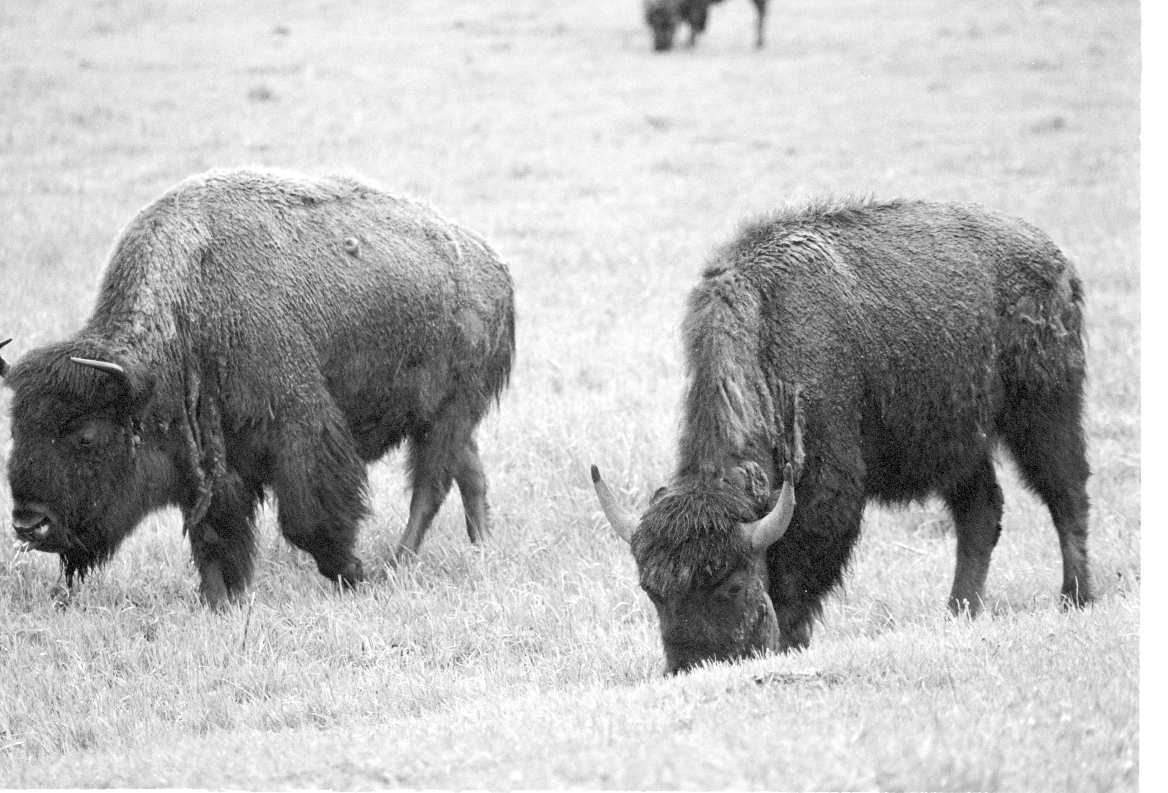 000612 F18 Madison Area Bison