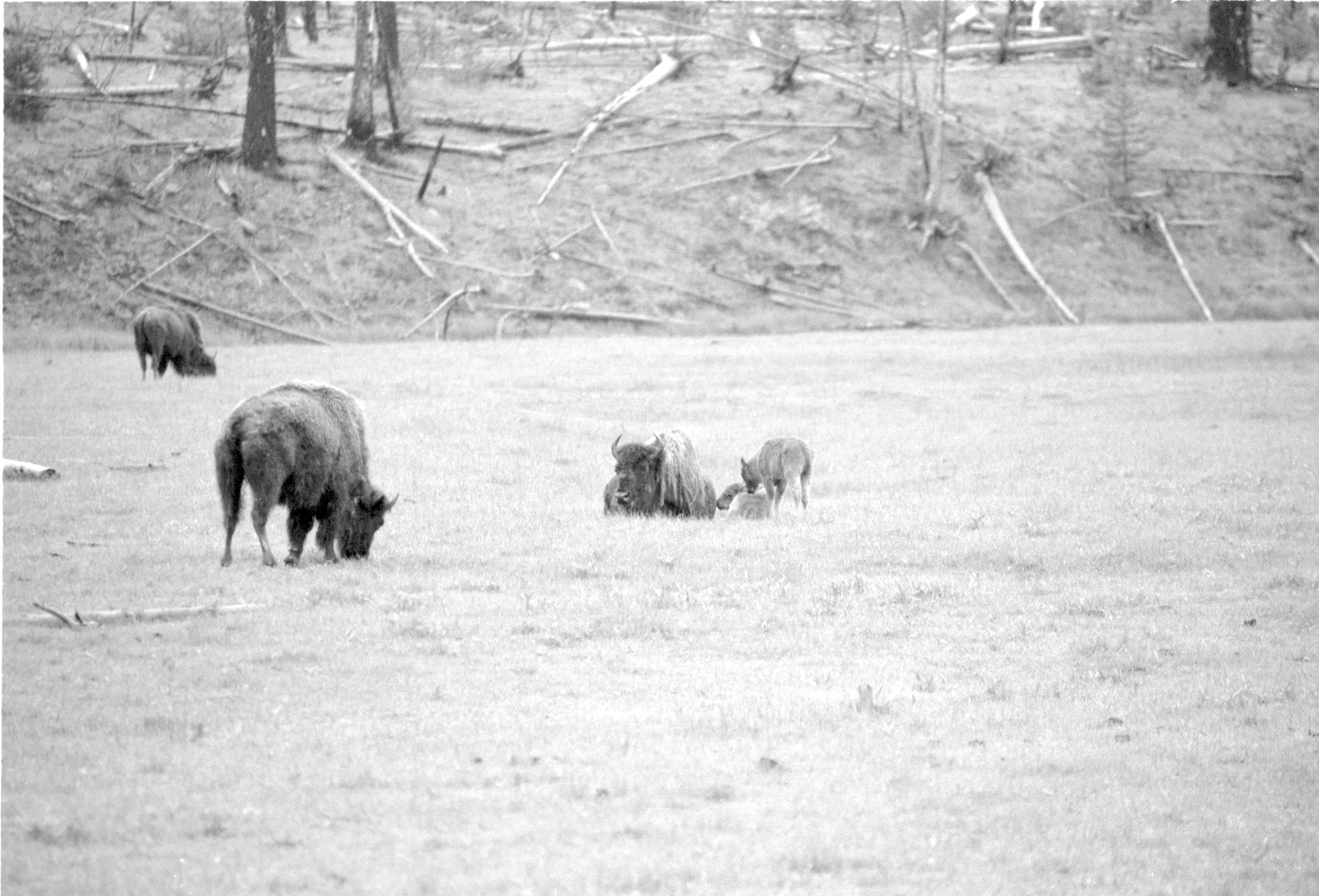 000612 G06 Madison Area Bison