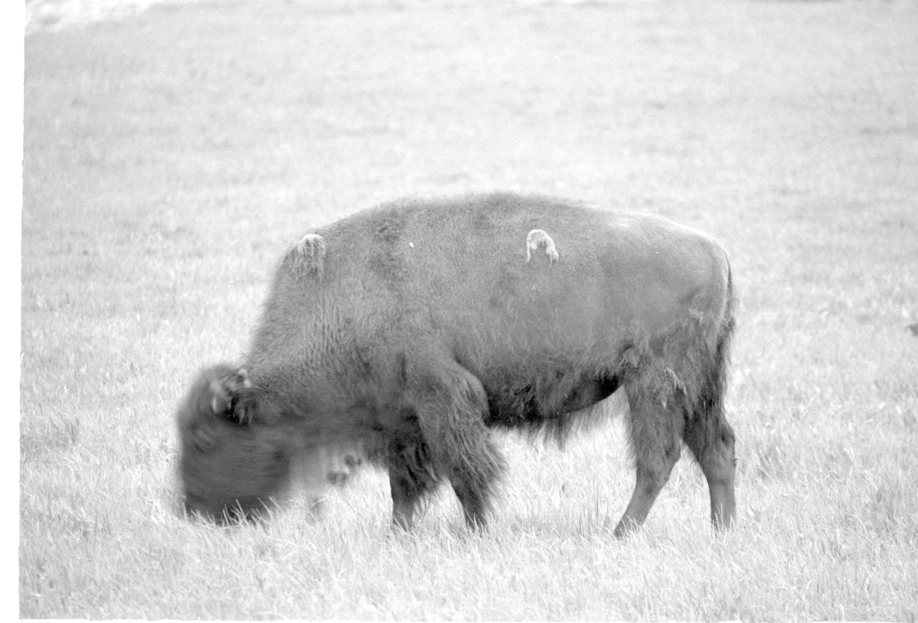 000612 G07 Madison Area Bison