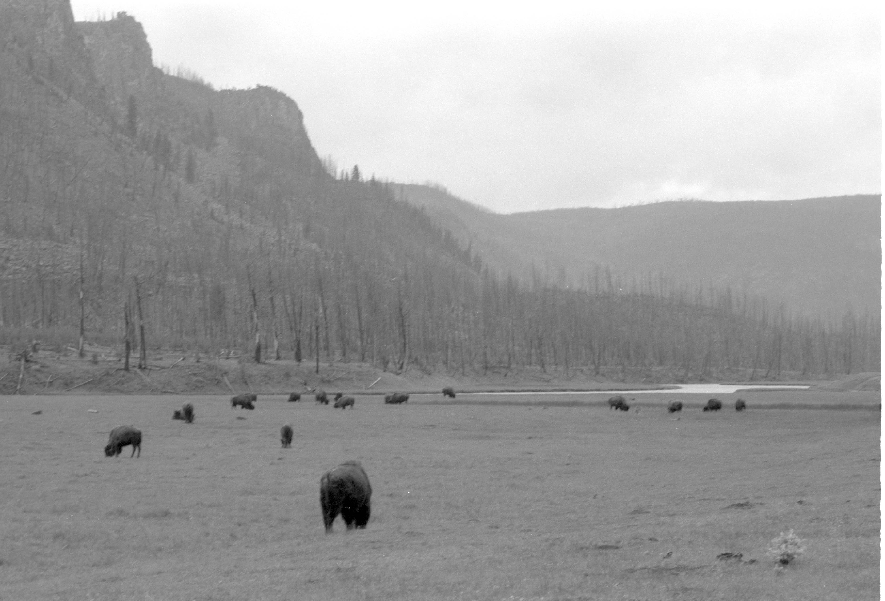 000612 G22 Madison Area Bison