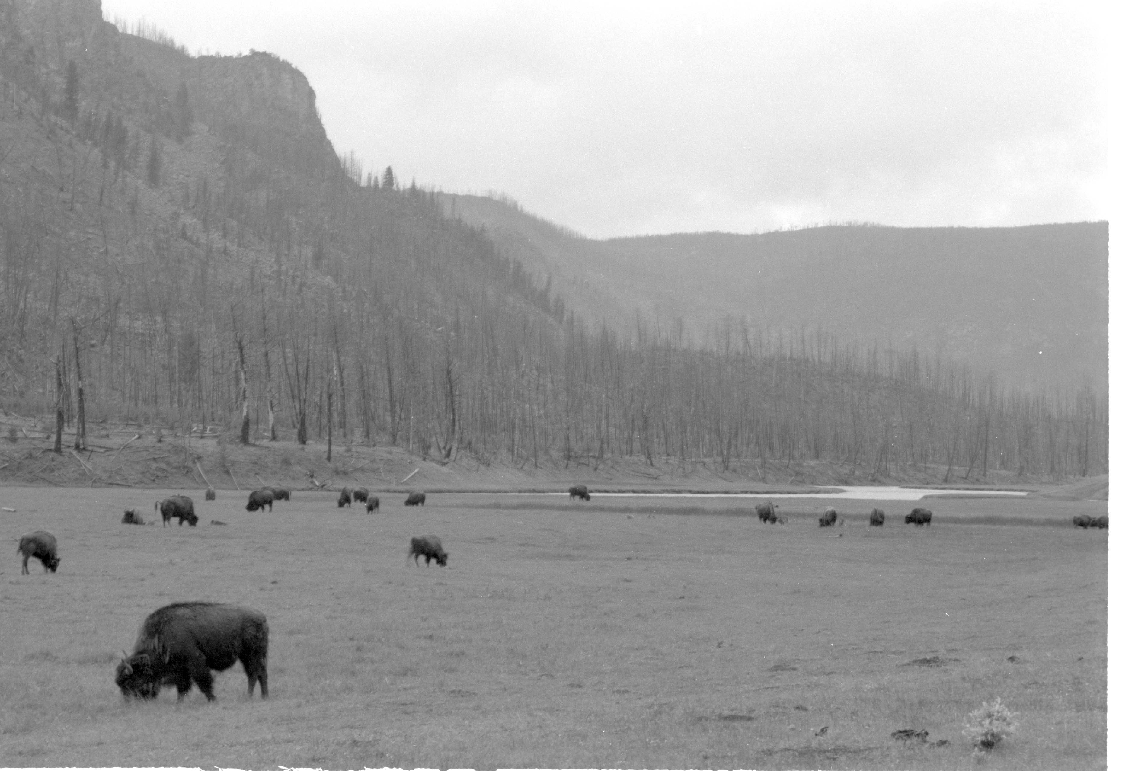 000612 G28 Madison Area Bison