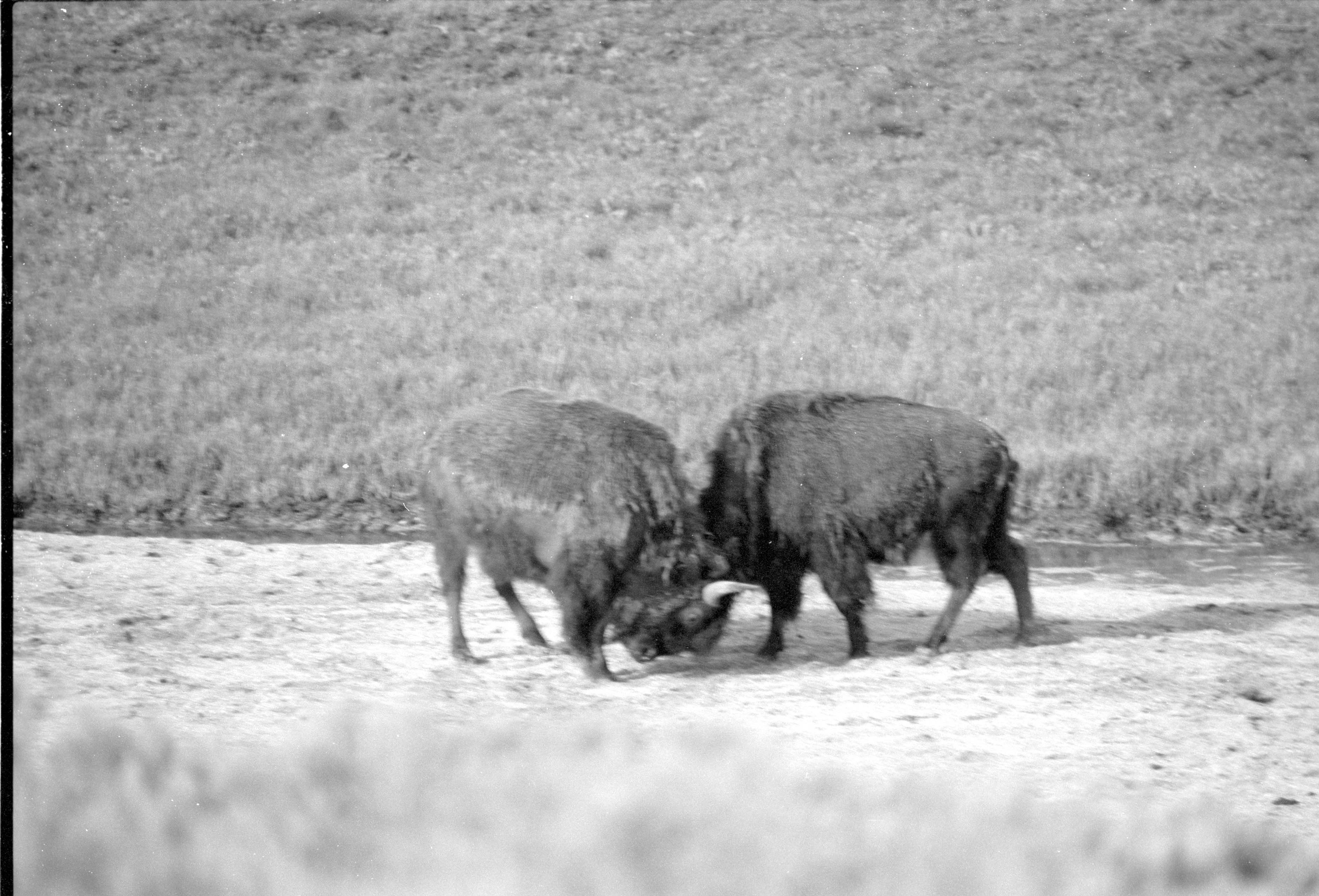 000612 G33 Madison Area Bison