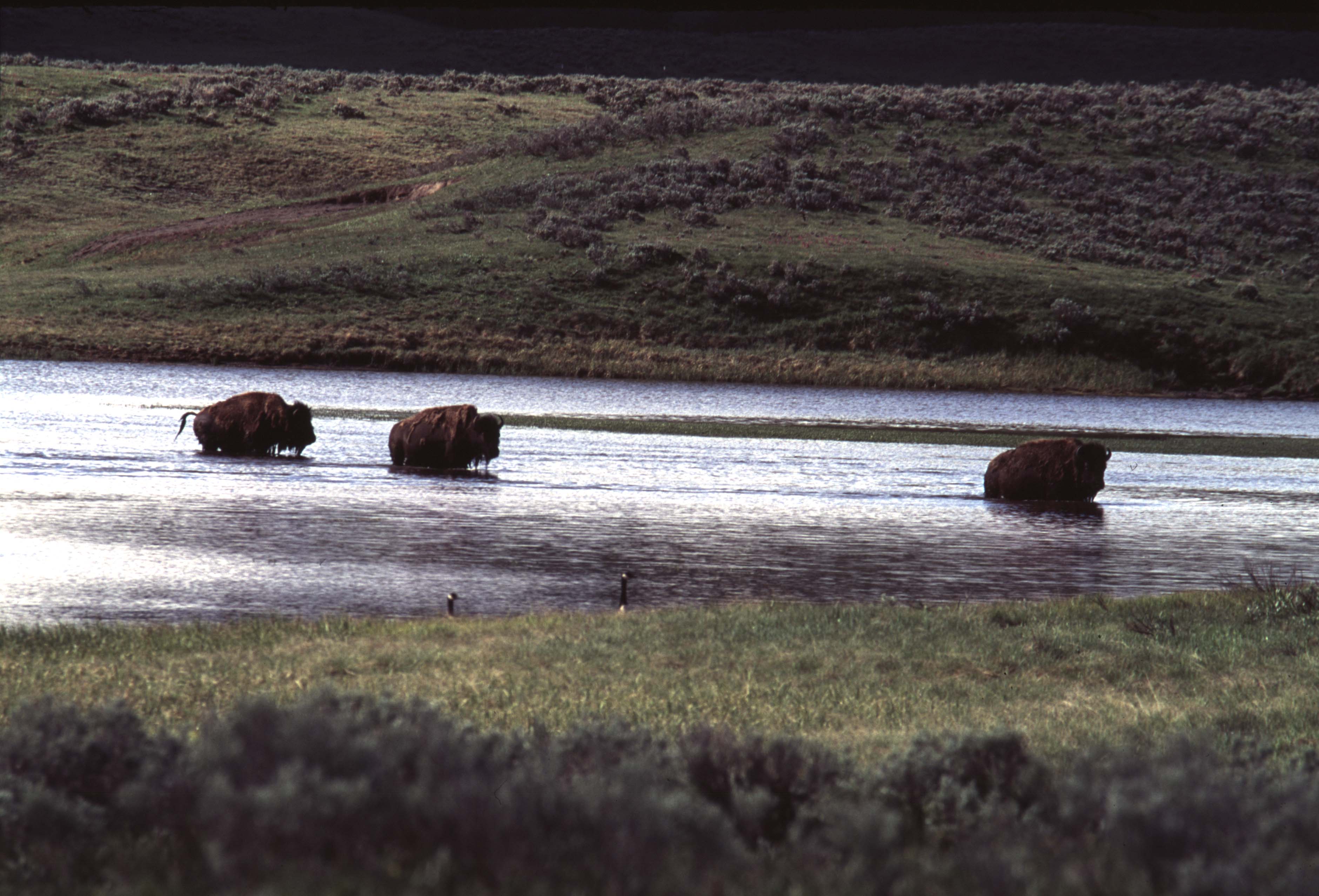 000613 H04 Bison Crossing River