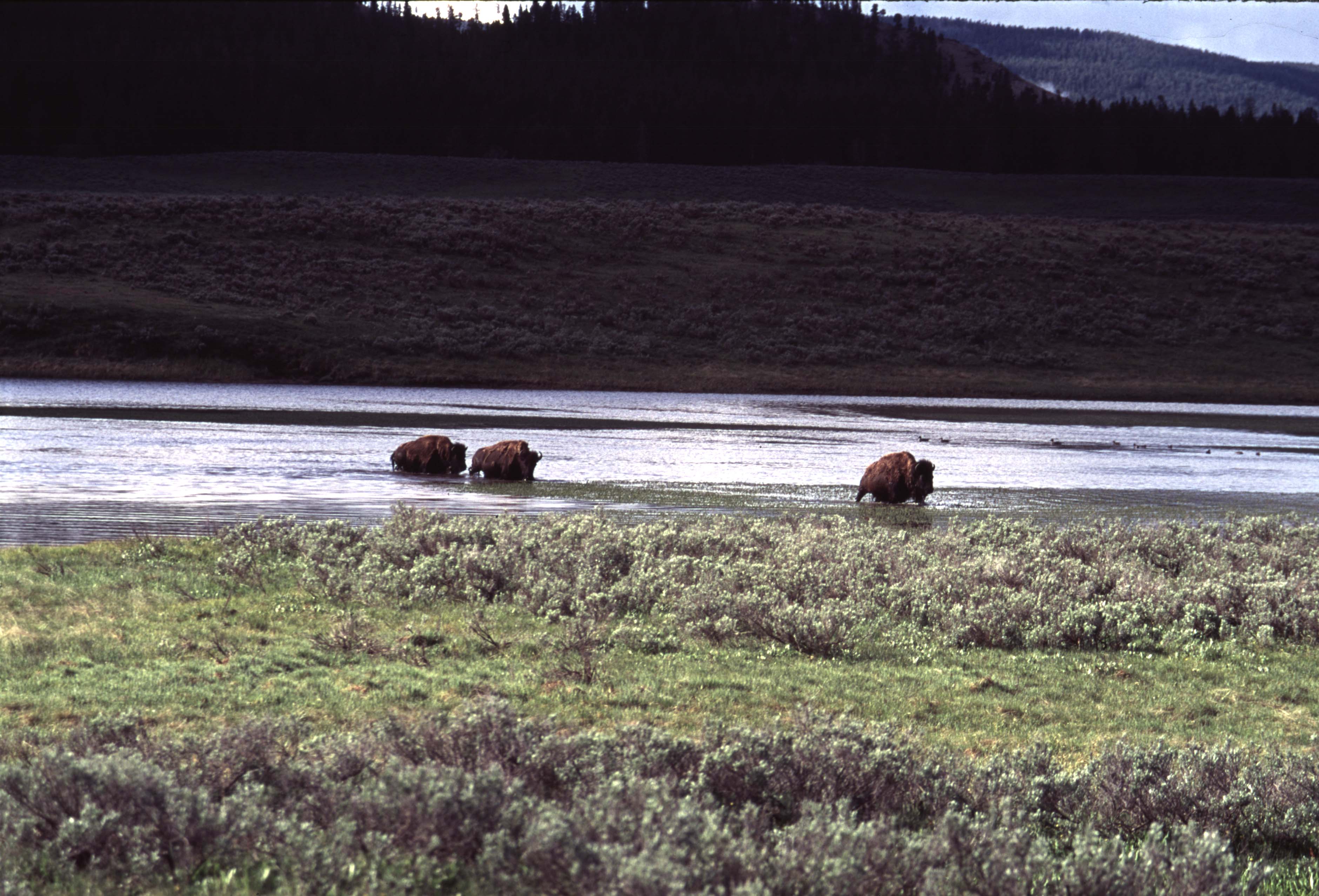 000613 H06 Bison Crossing River