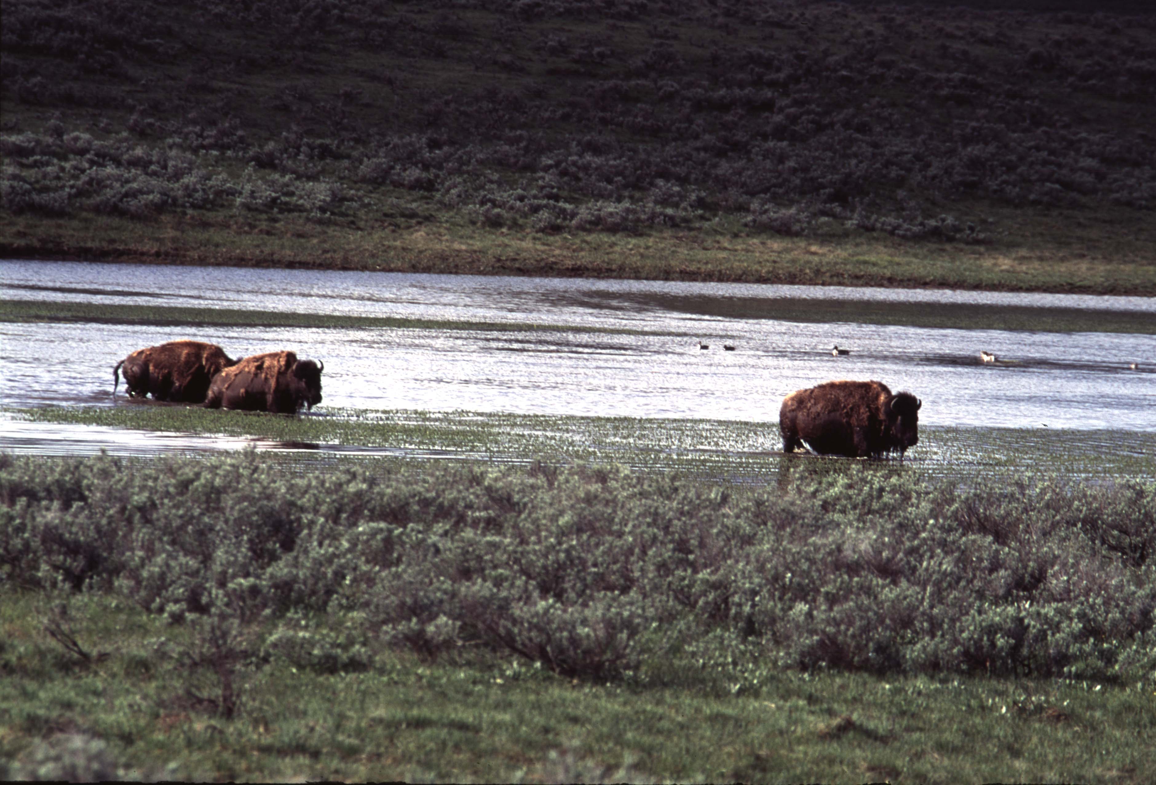 000613 H07 Bison Crossing River