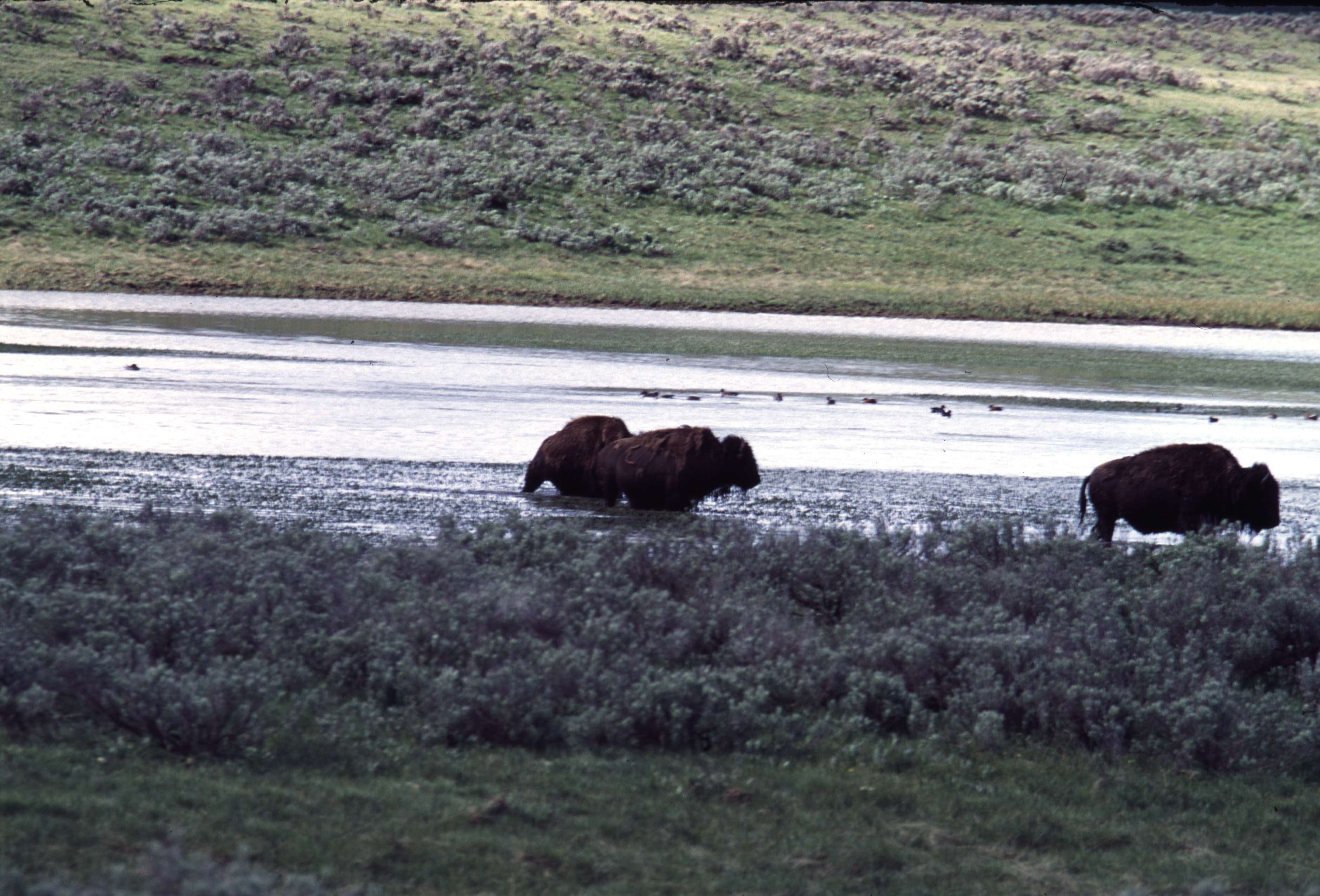 000613 H08 Bison Crossing River