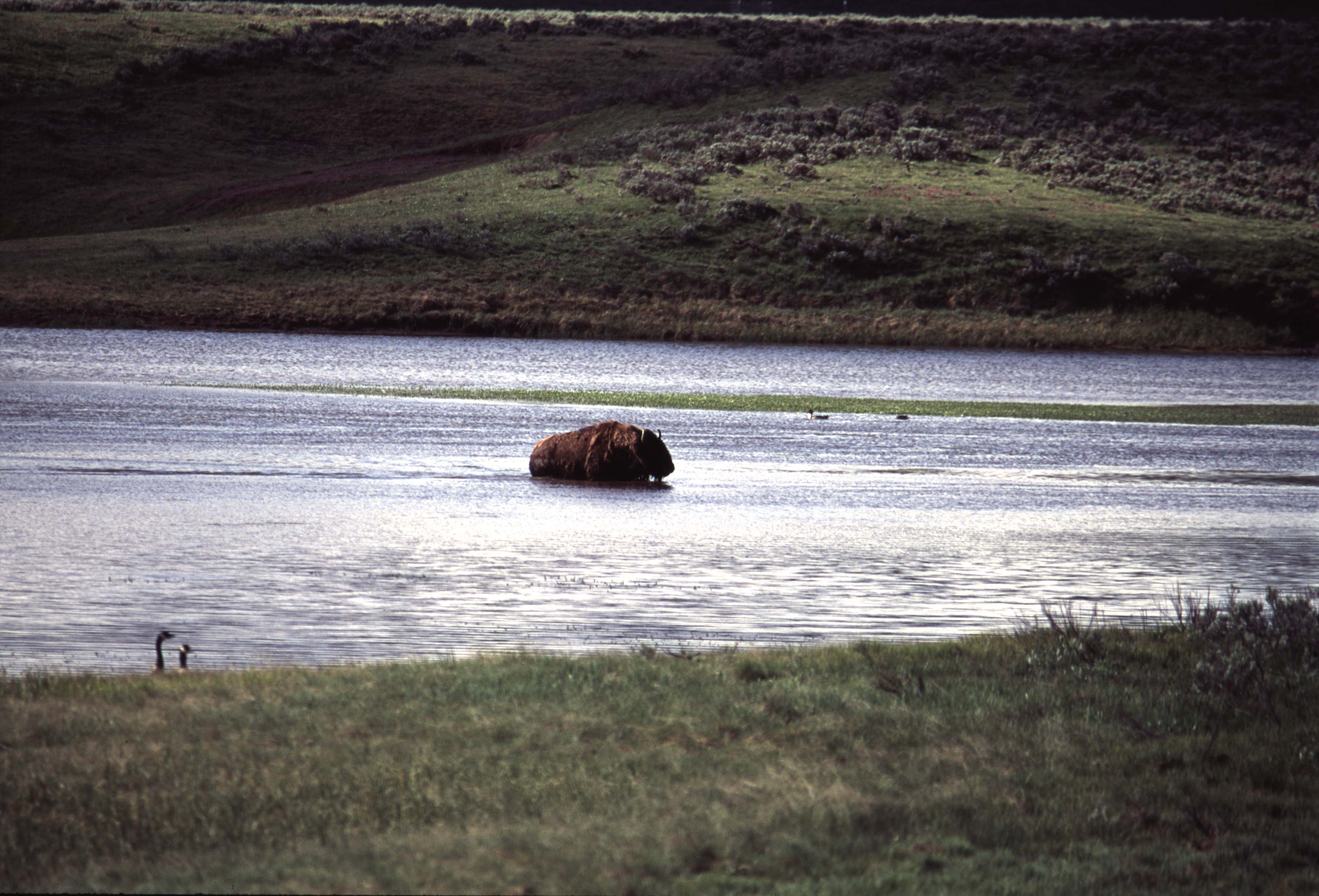 000613 H09 Bison Crossing River