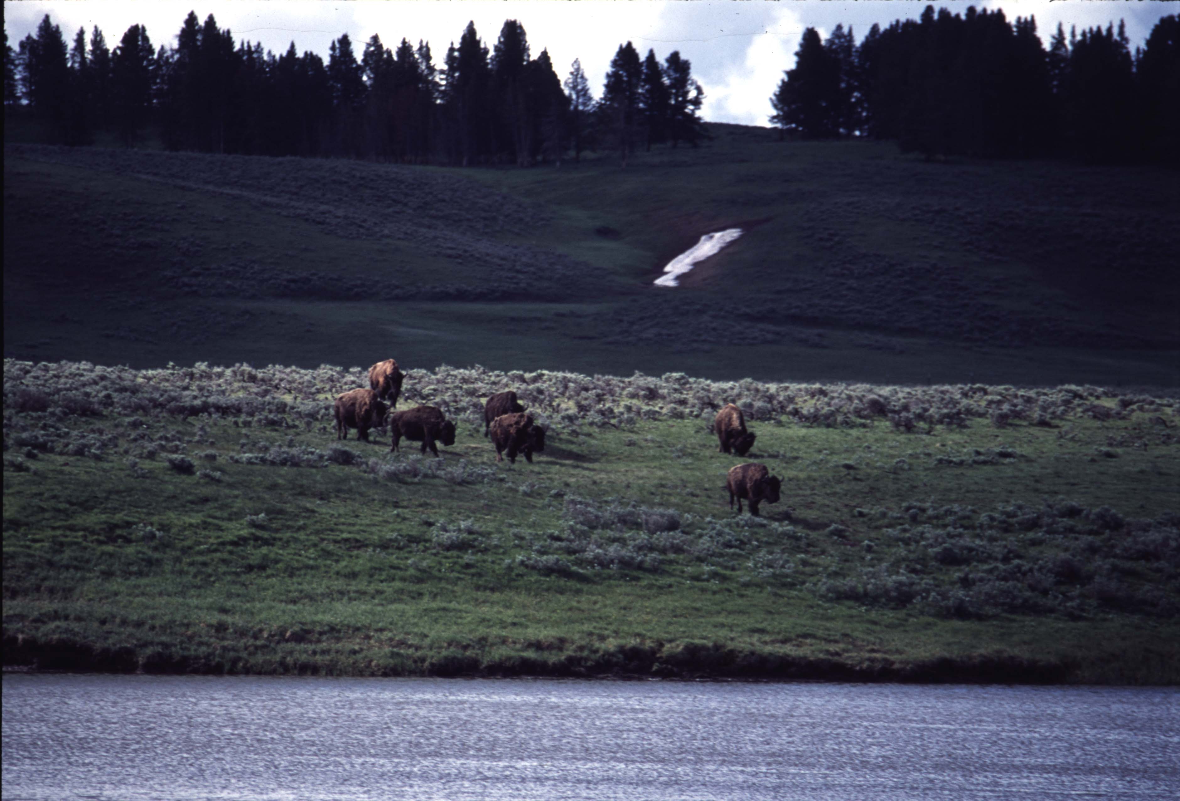 000613 H10 Bison Crossing River