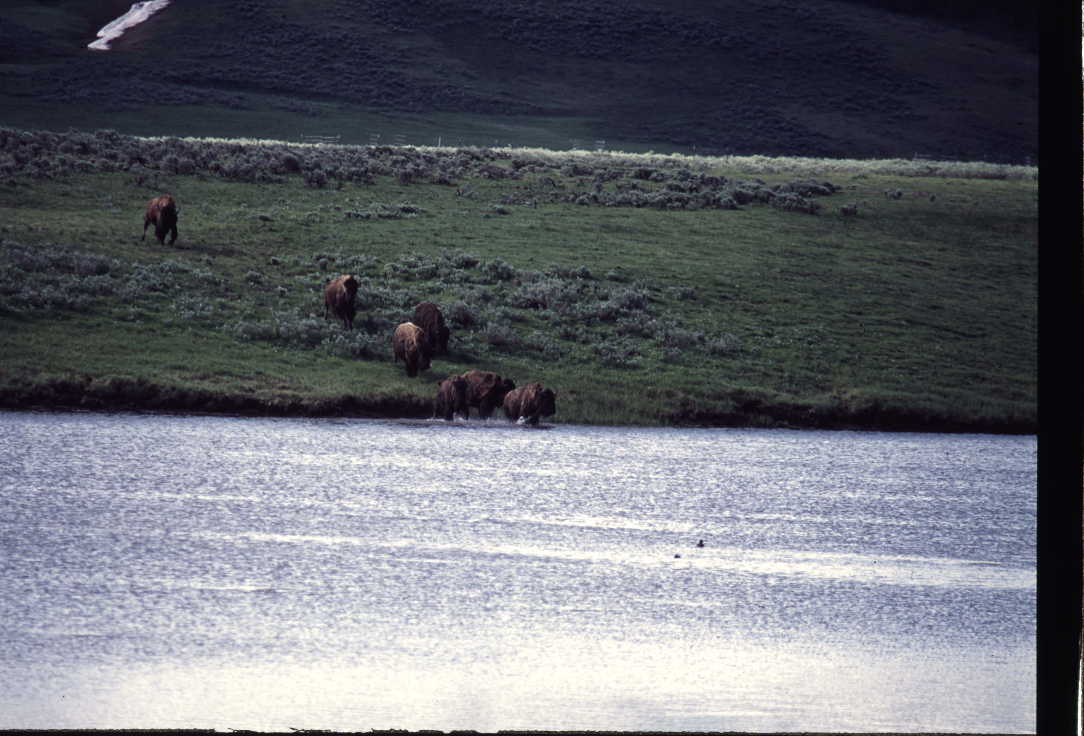 000613 H12 Bison Crossing River