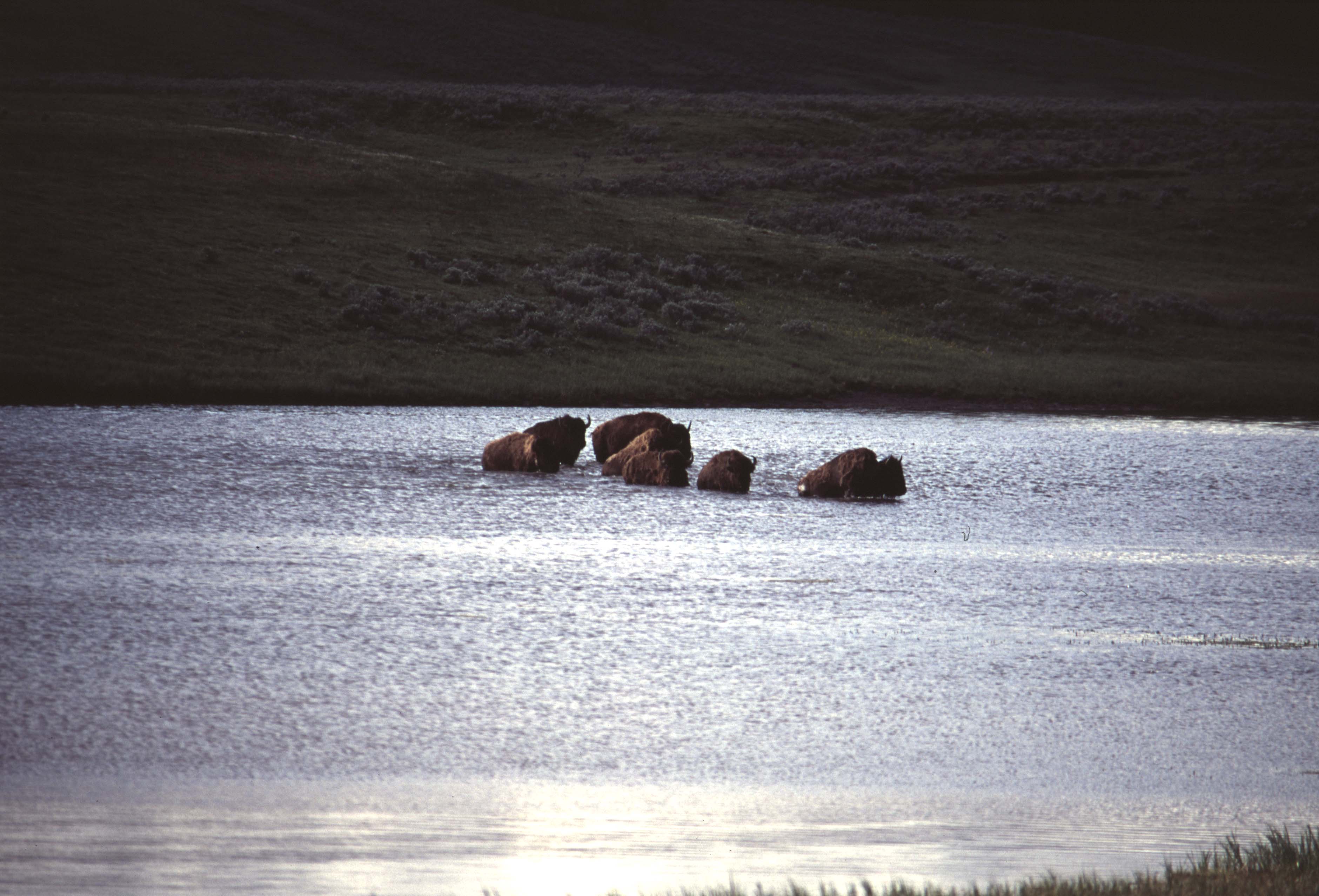 000613 H13 Bison Crossing River