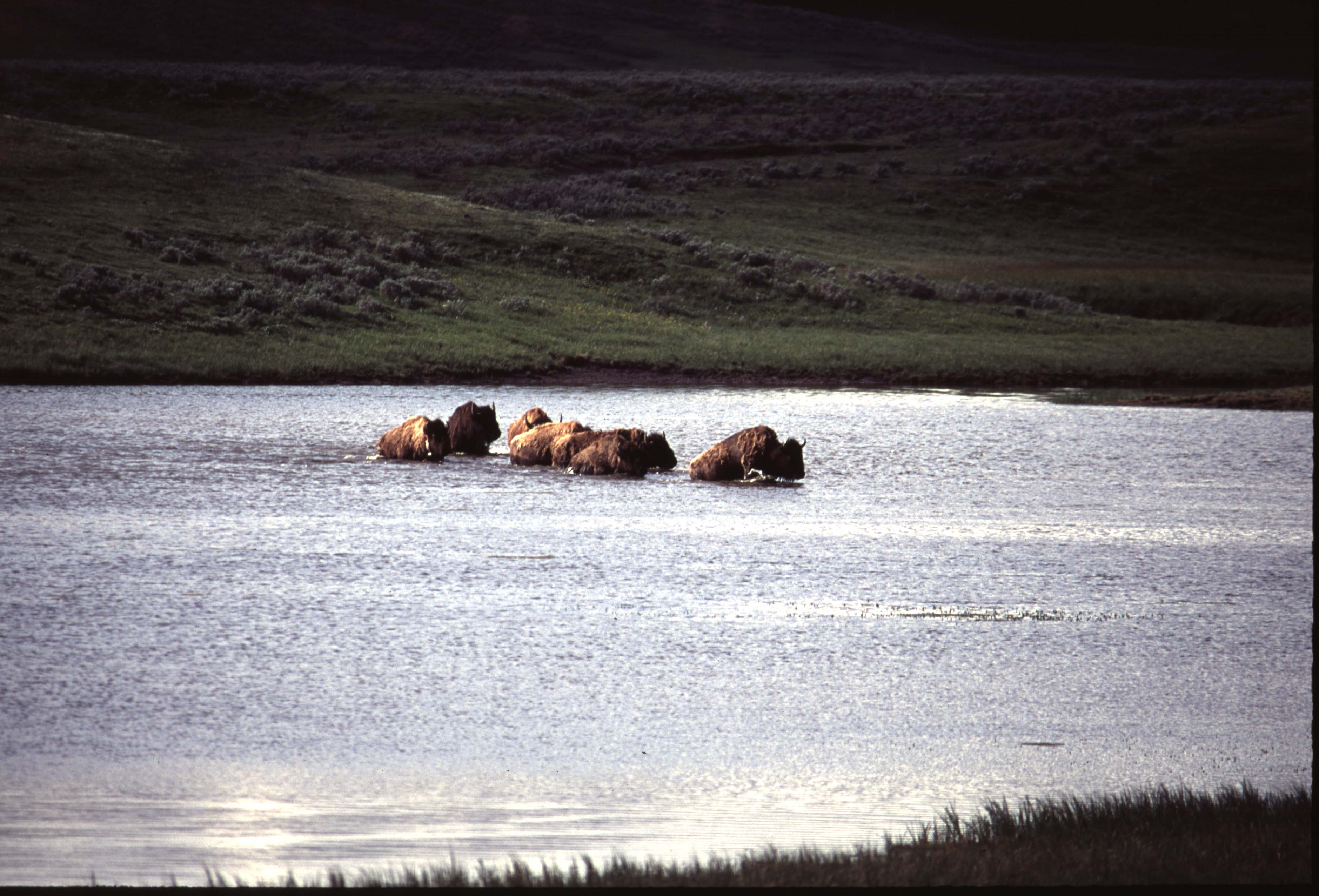 000613 H14 Bison Crossing River