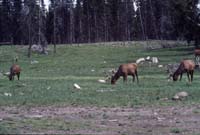 000611 C09 Canyon Area Elk