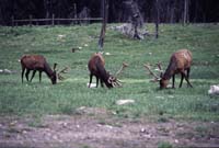 000611 C10 Canyon Area Elk