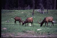 000611 C11 Canyon Area Elk