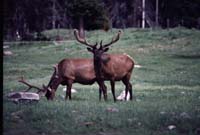 000611 C14 Canyon Area Elk