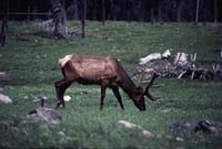 000611 C16 Canyon Area Elk