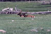 000611 C17 Canyon Area Elk