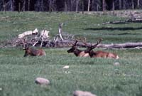 000611 C18 Canyon Area Elk