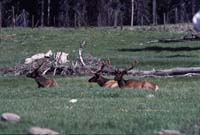 000611 C20 Canyon Area Elk