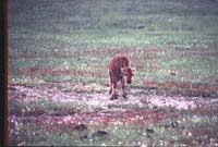 000612 C01 Injured Baby Bison Provia