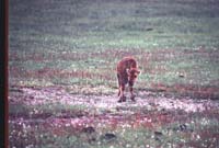 000612 C02 Injured Baby Bison